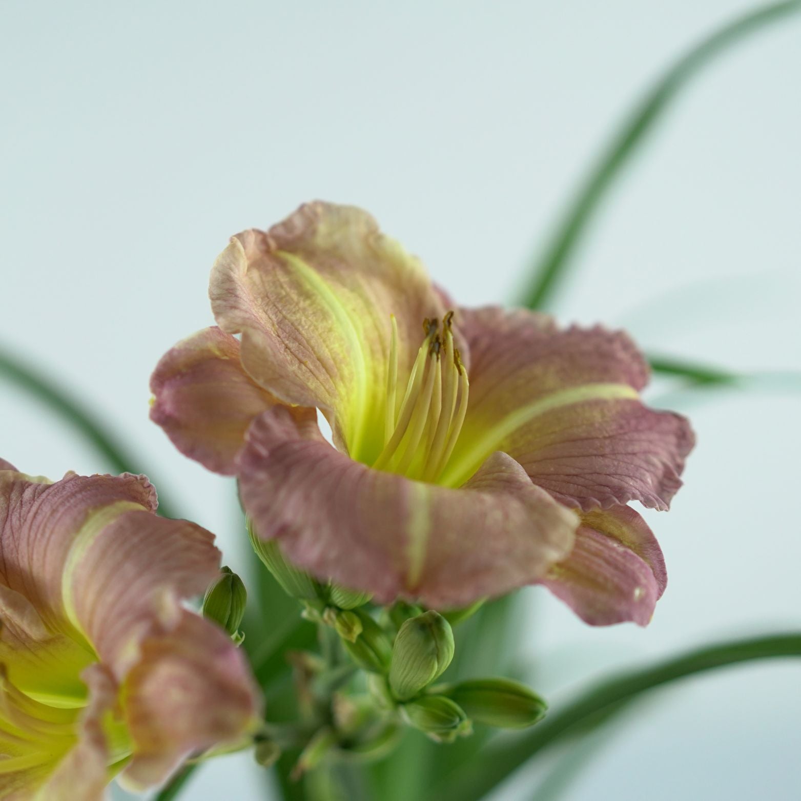 HEMEROCALLIS 'Children's Festival' Liliowiec ogrodowy