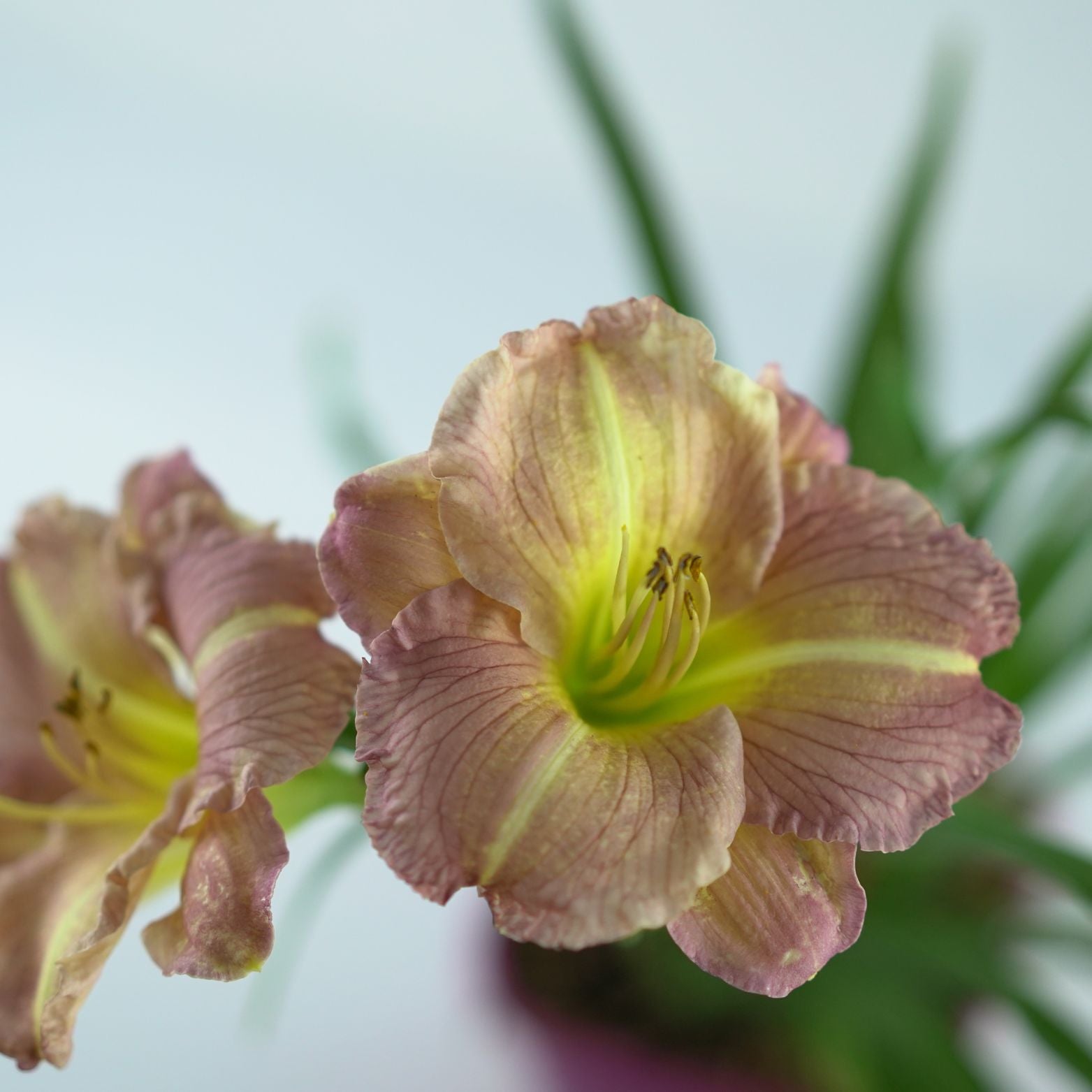 HEMEROCALLIS 'Children's Festival' Liliowiec ogrodowy