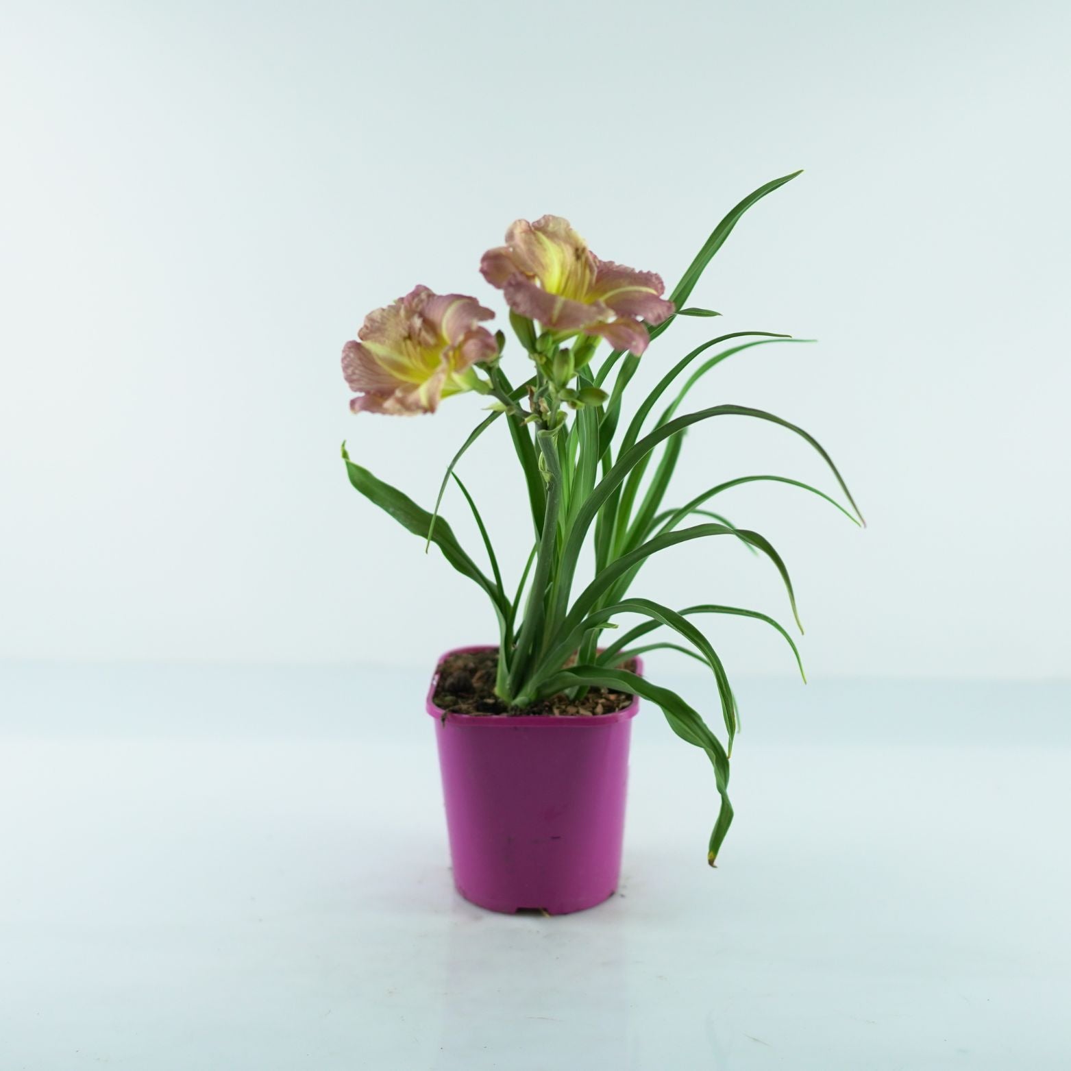 HEMEROCALLIS 'Children's Festival' Liliowiec ogrodowy