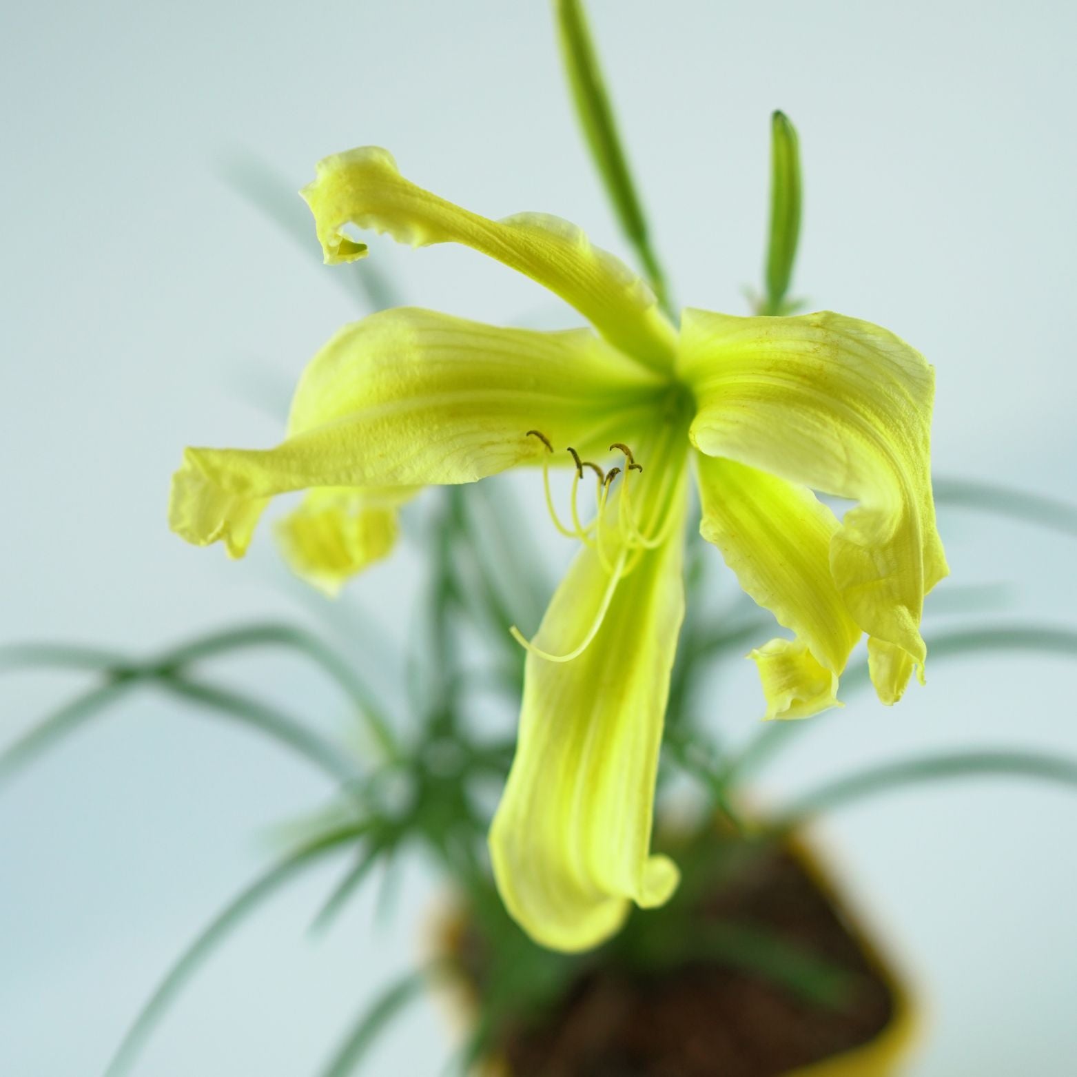 HEMEROCALLIS 'Heavenly Flight of Angels' Liliowiec ogrodowy