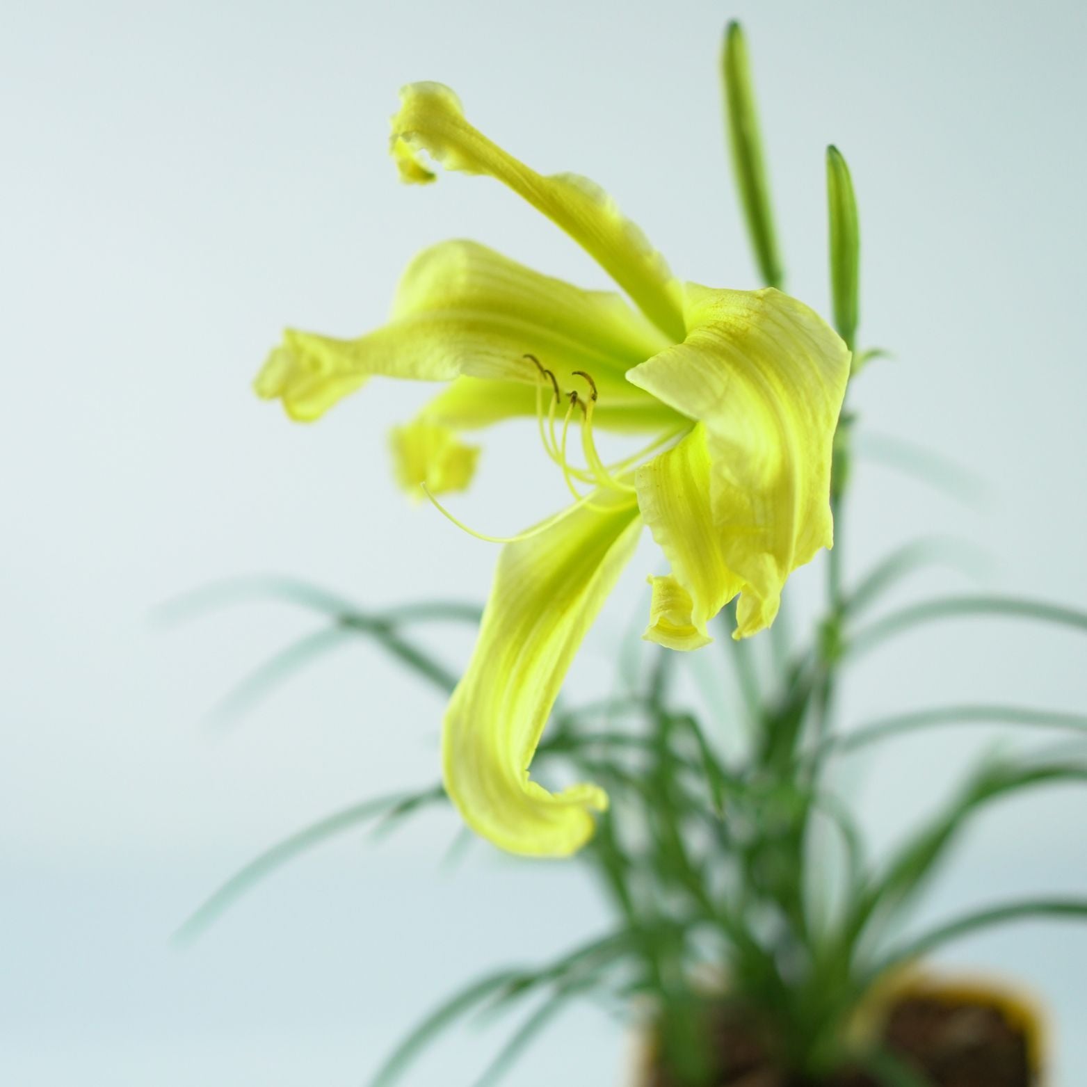 HEMEROCALLIS 'Heavenly Flight of Angels' Liliowiec ogrodowy