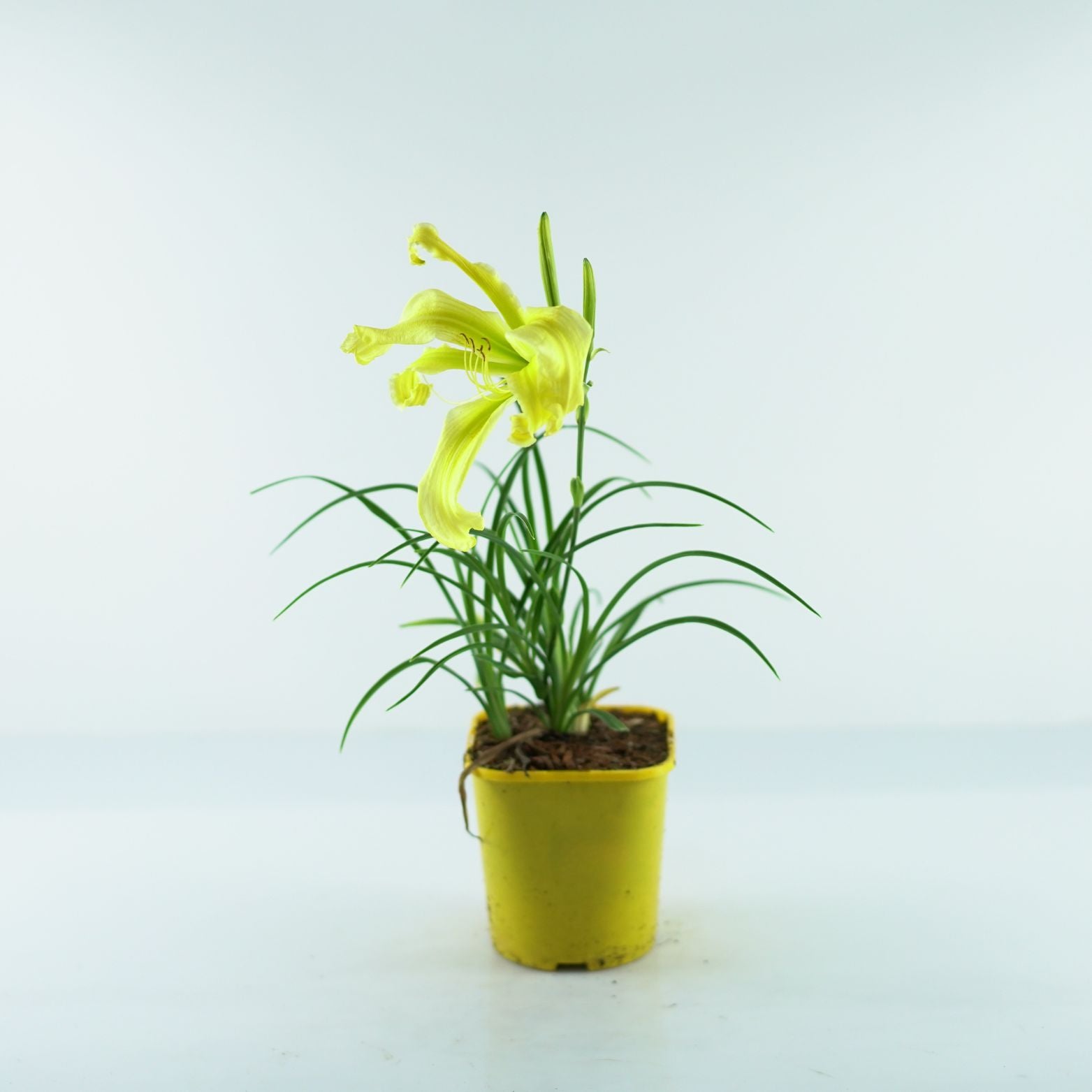 HEMEROCALLIS 'Heavenly Flight of Angels' Liliowiec ogrodowy