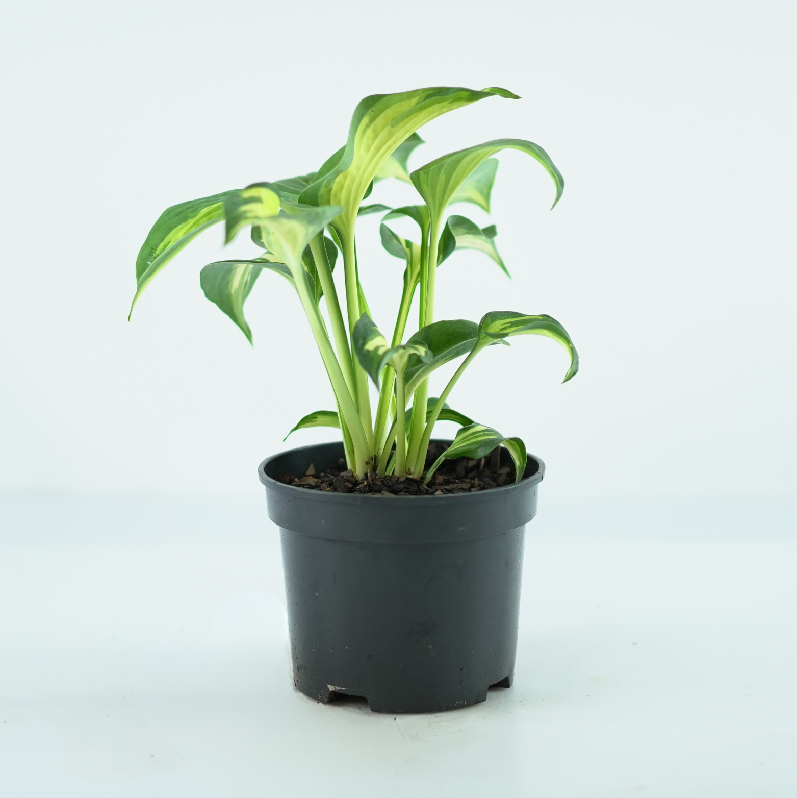 HOSTA 'DREAM QUEEN' Funkia