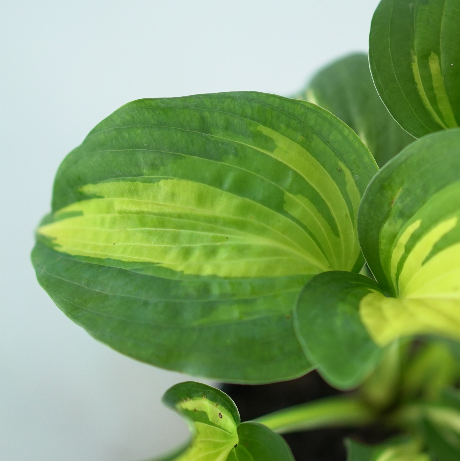 HOSTA 'DREAM QUEEN' Funkia