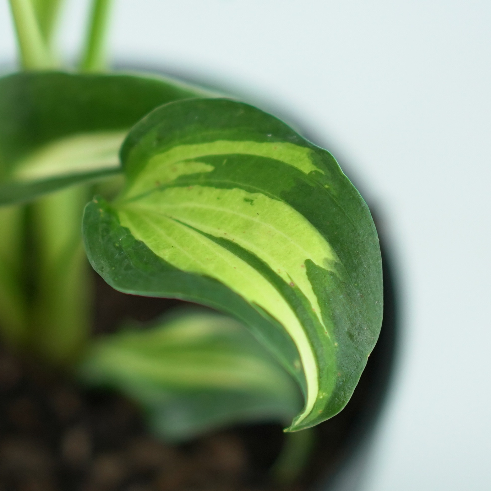 HOSTA 'DREAM QUEEN' Funkia