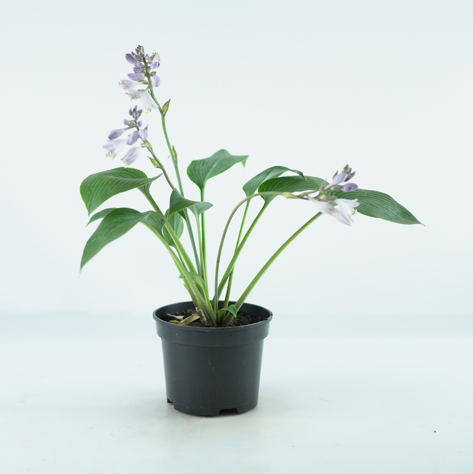 HOSTA 'HALCYON' Funkia