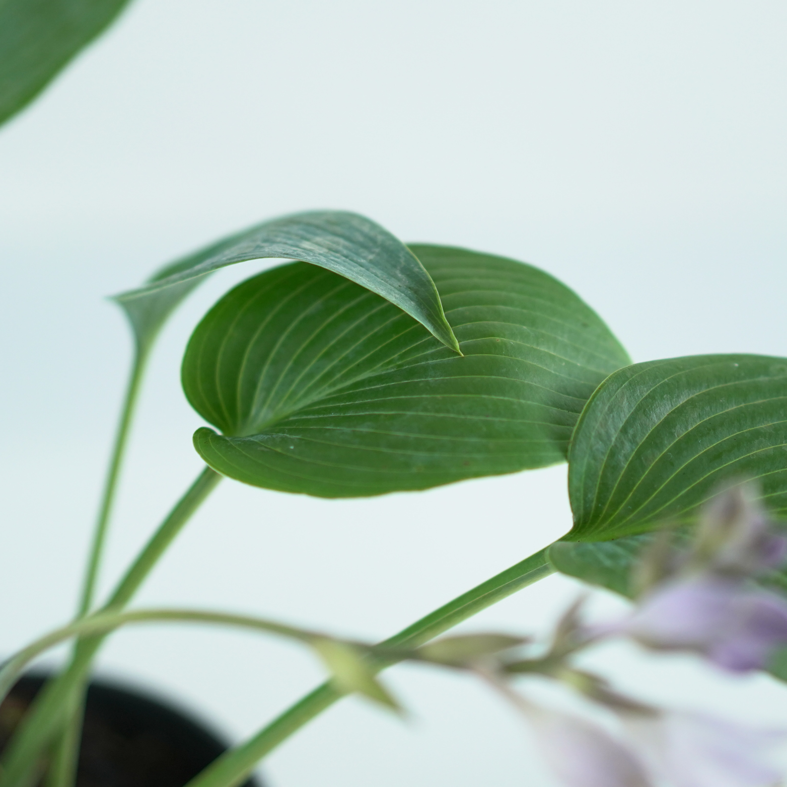 HOSTA 'HALCYON' Funkia
