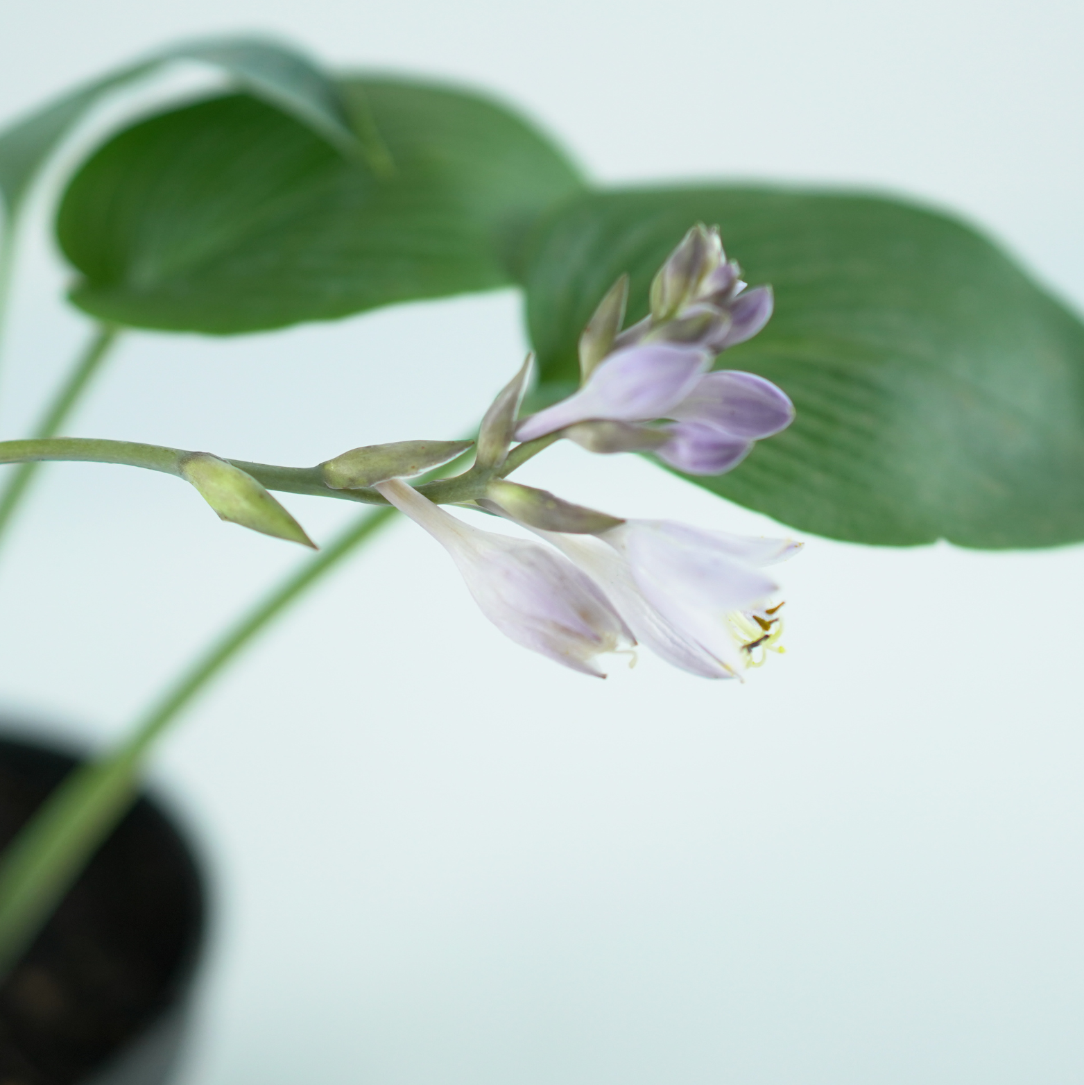 HOSTA 'HALCYON' Funkia