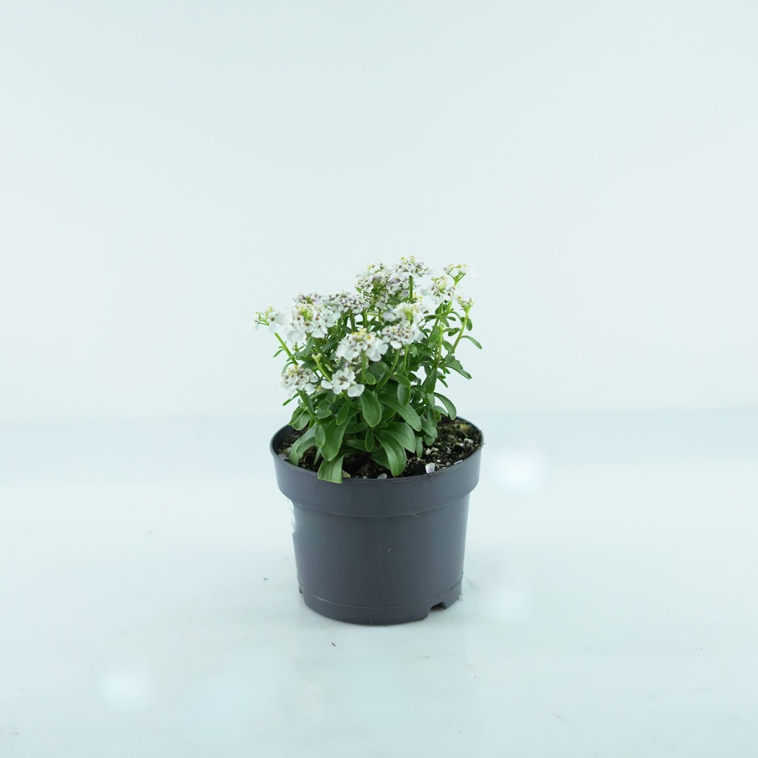 IBERIS SEMPERVIRENS 'Master Piece' Ubiorek 