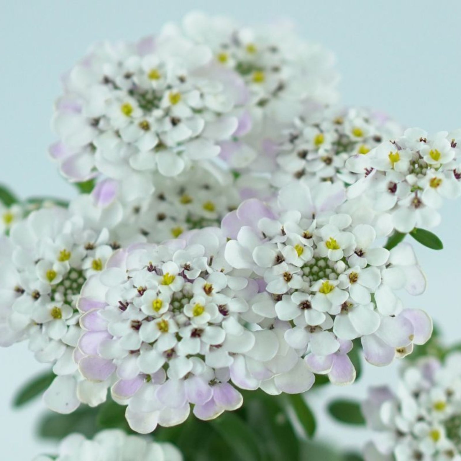 IBERIS SEMPERVIRENS 'Master Piece' Ubiorek 