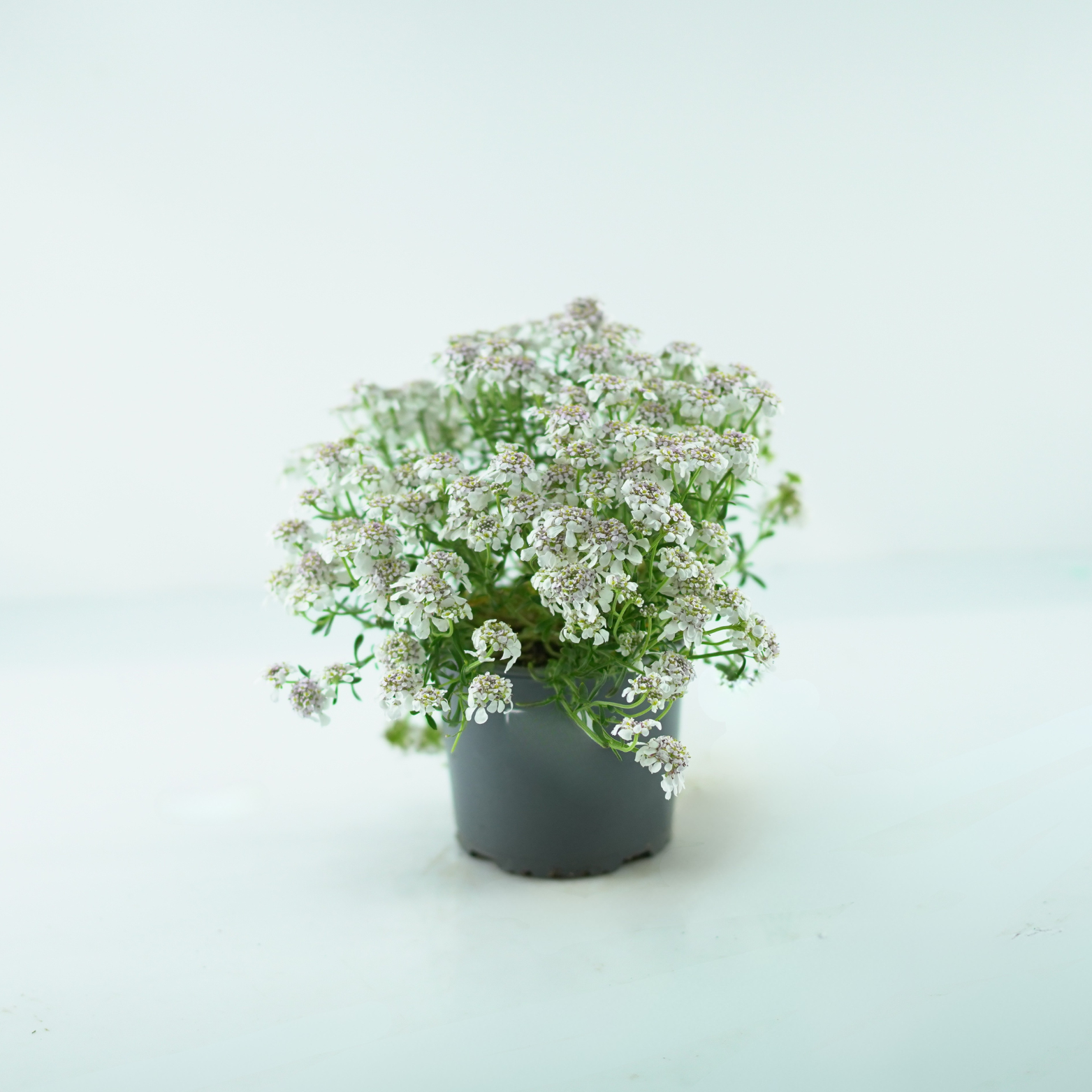 IBERIS 'PINK ICE' Ubiorek