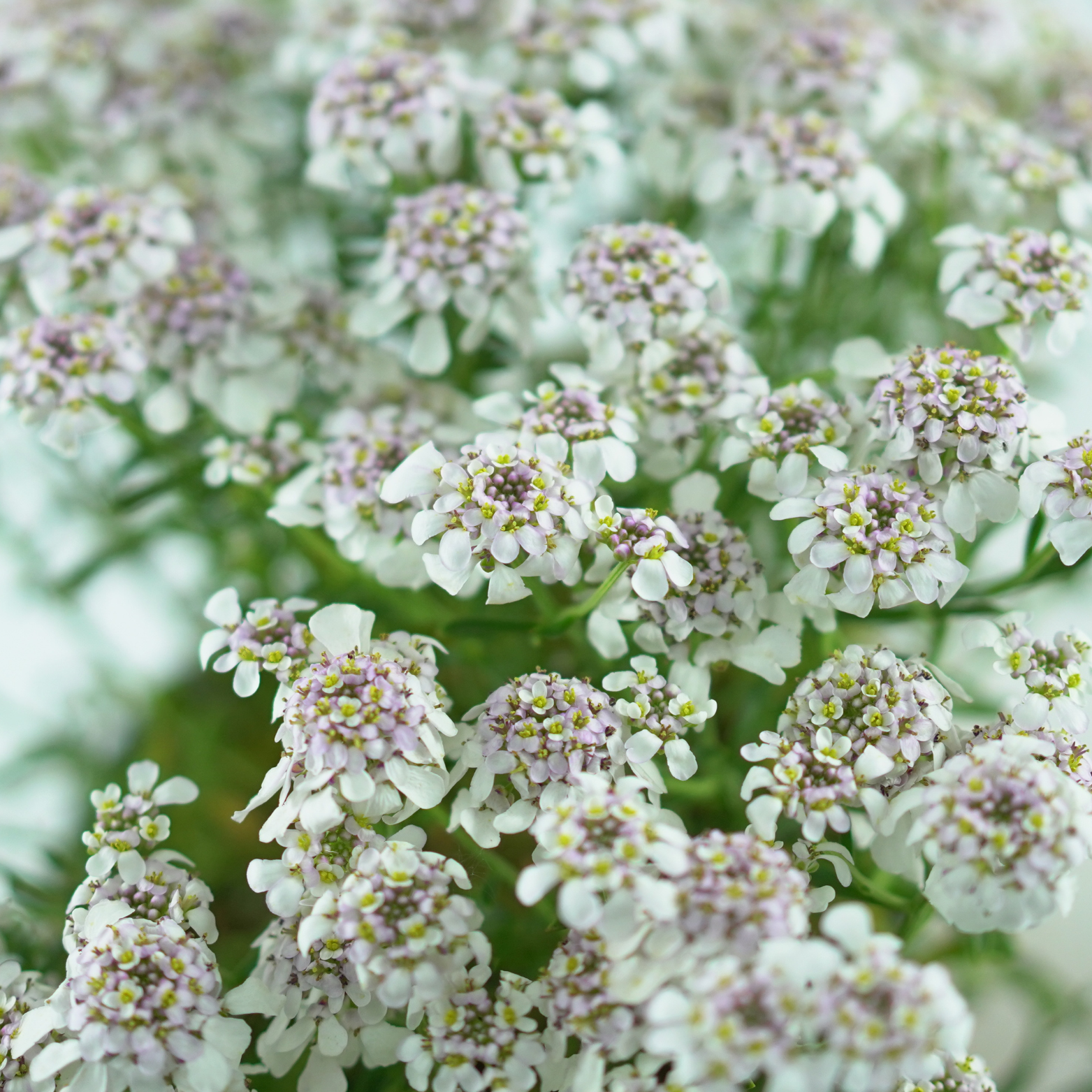 IBERIS 'PINK ICE' Ubiorek