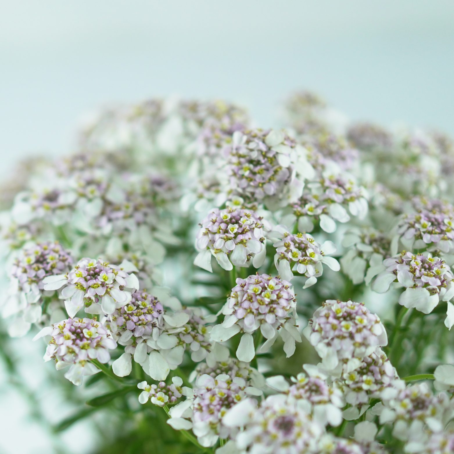IBERIS 'PINK ICE' Ubiorek