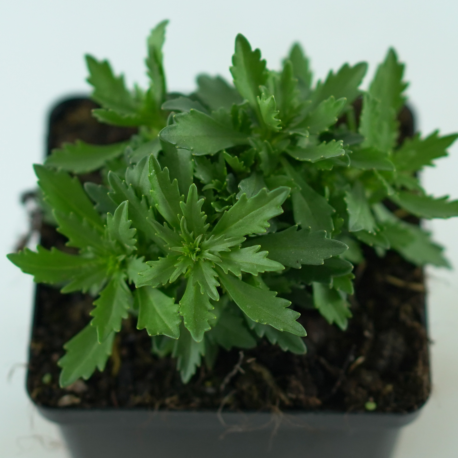 IBERIS SEMPERVIRENS 'Mermaid Lavender' Ubiorek wieczniezielony
