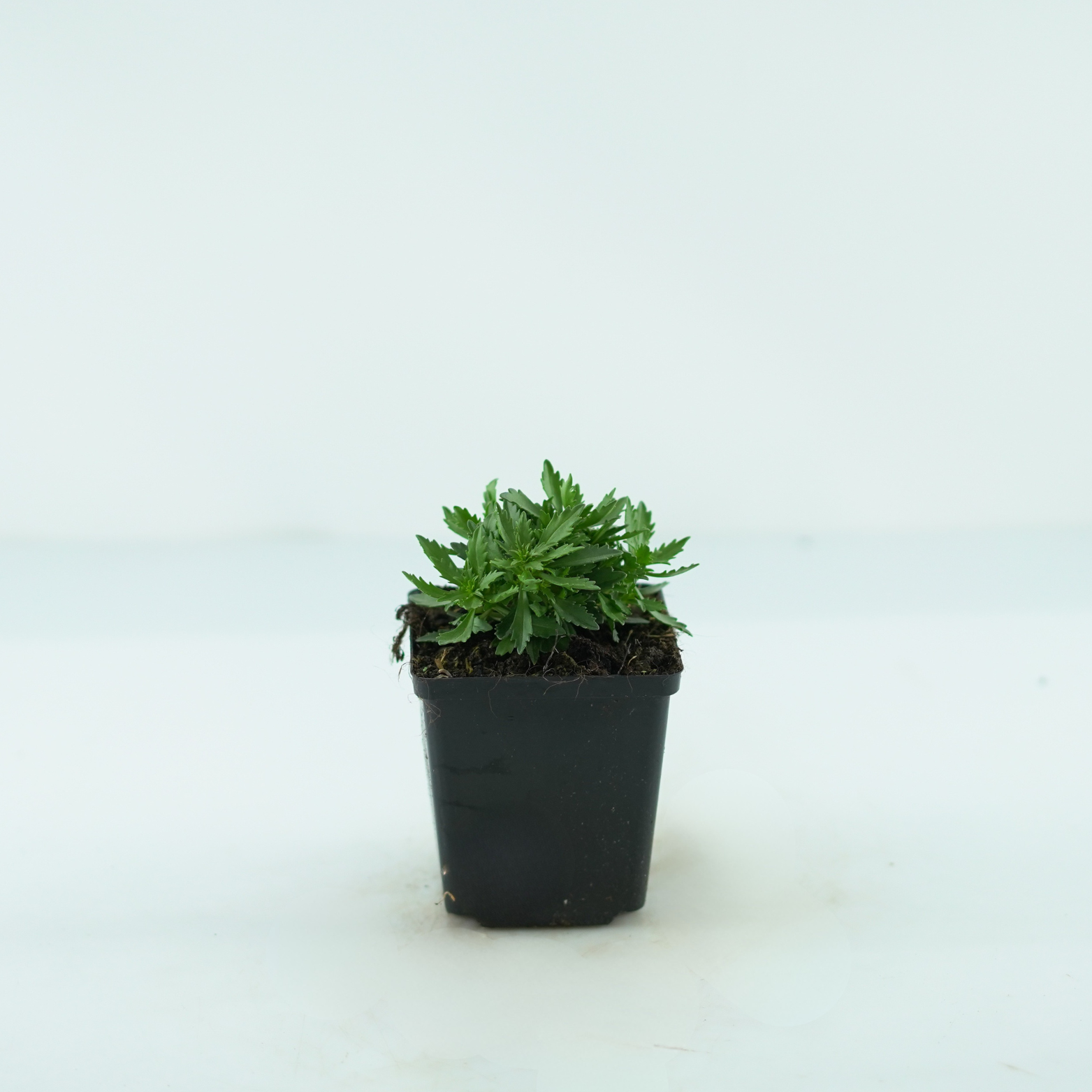 IBERIS SEMPERVIRENS 'Mermaid Lavender' Ubiorek wieczniezielony