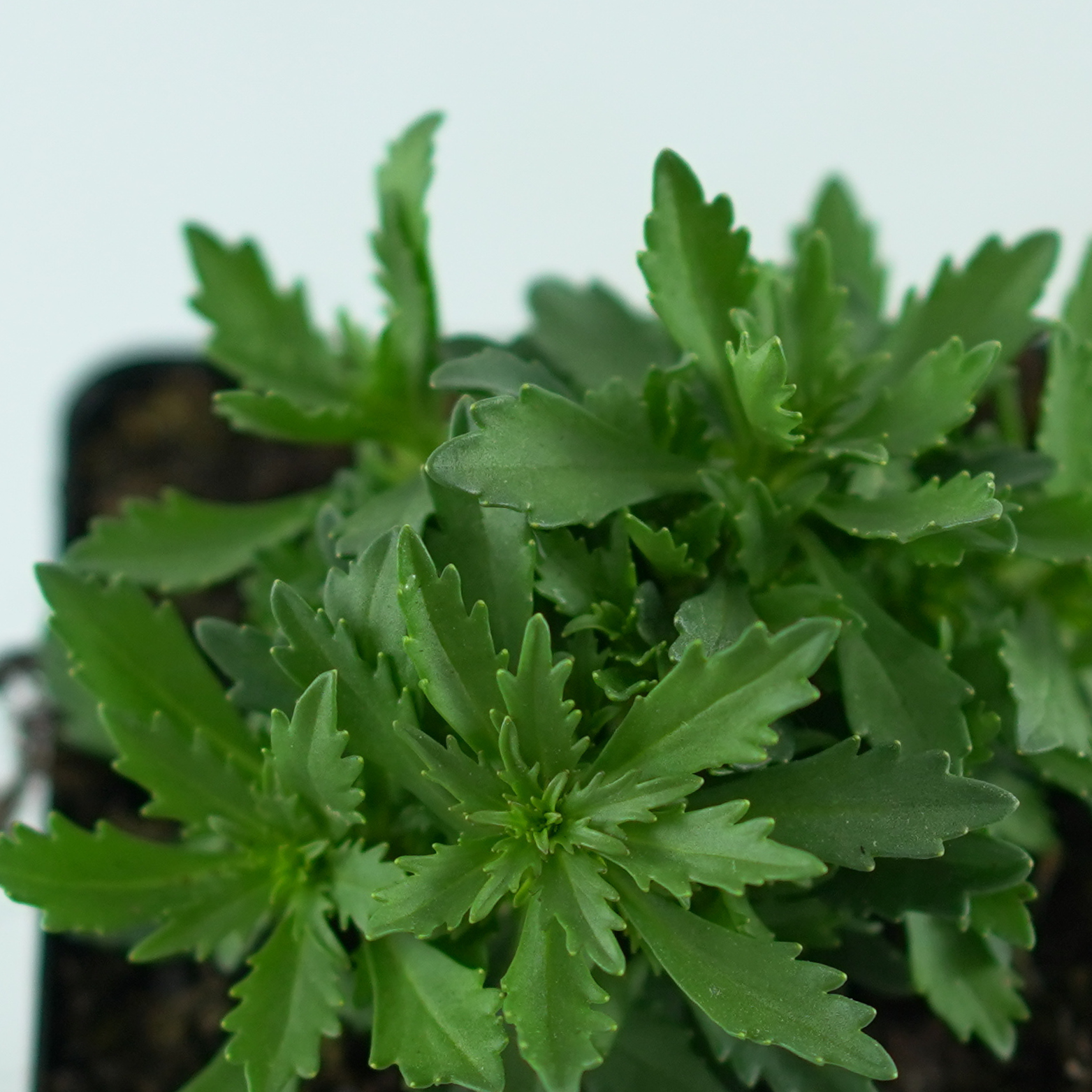 IBERIS SEMPERVIRENS 'Mermaid Lavender' Ubiorek wieczniezielony