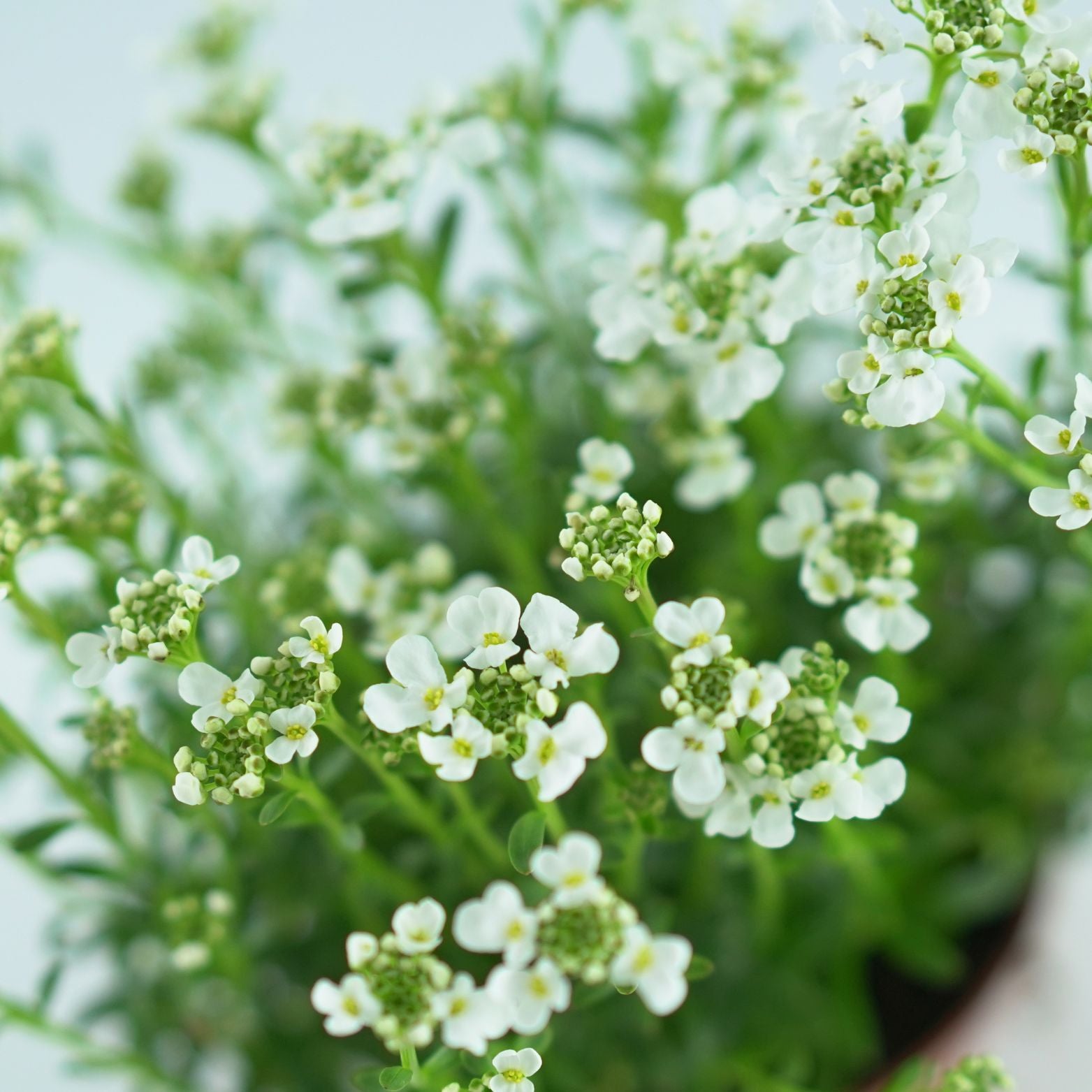 IBERIS SEMPERVIRENS Ubiorek wieczniezielony