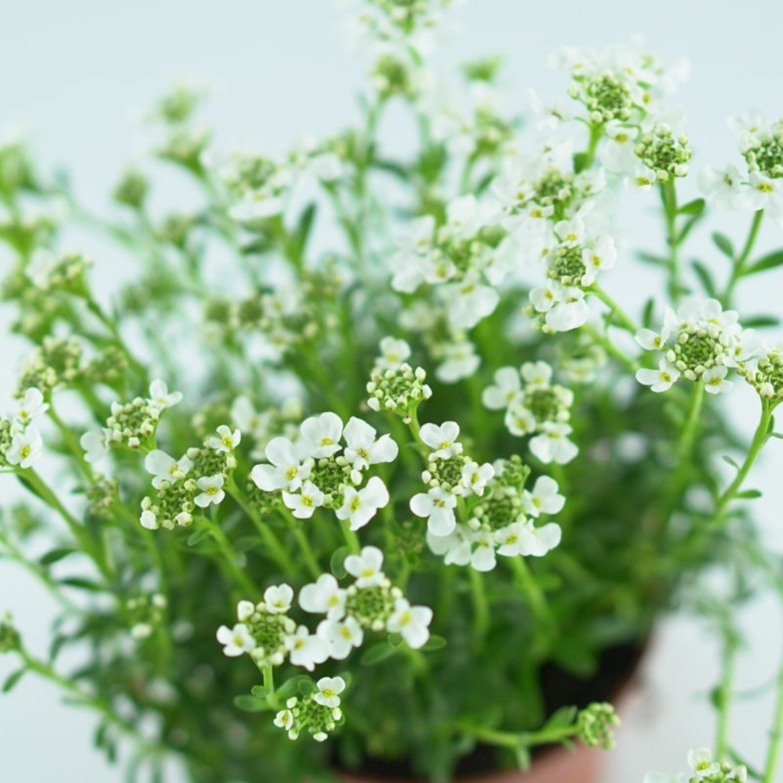 IBERIS SEMPERVIRENS Ubiorek wieczniezielony