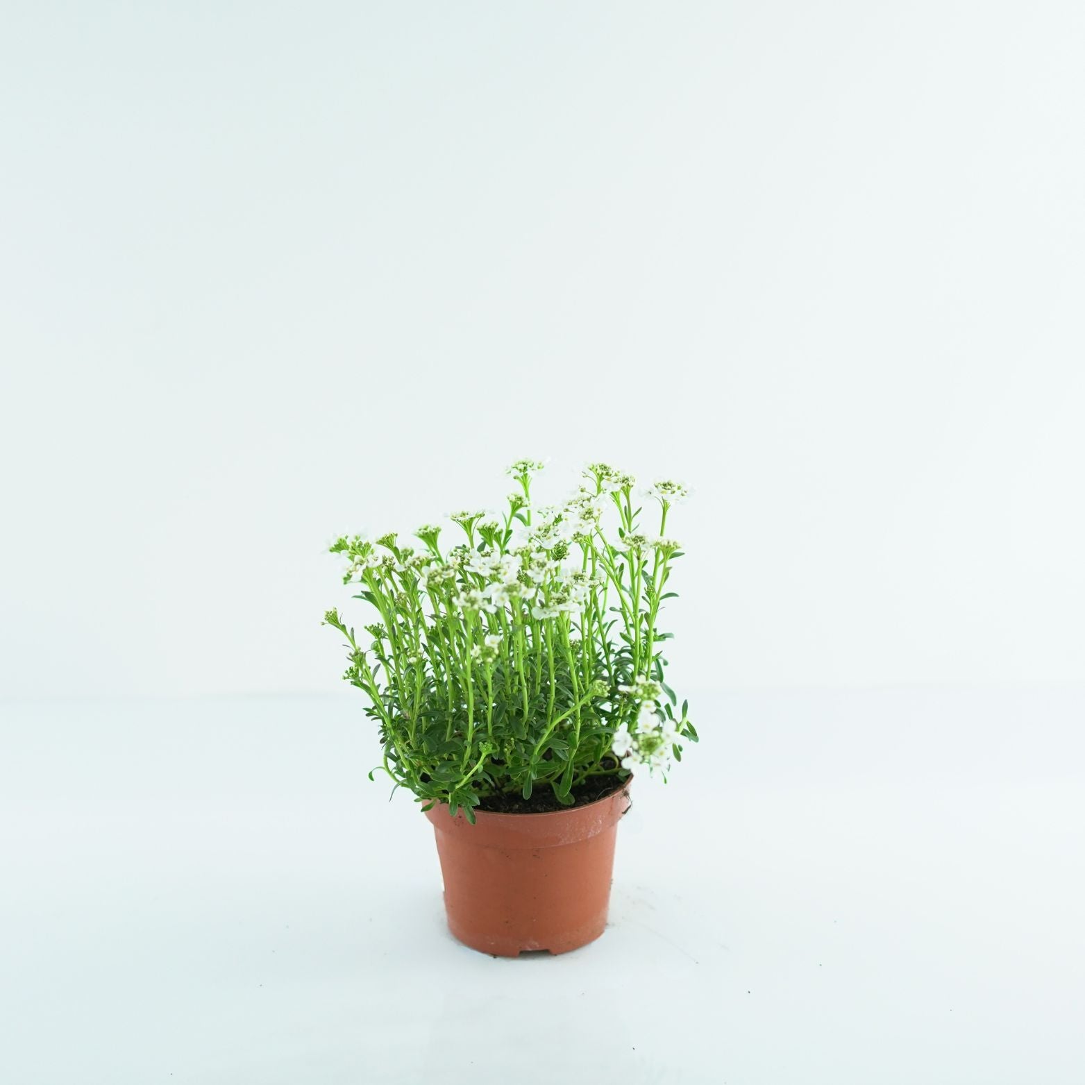 IBERIS SEMPERVIRENS Ubiorek wieczniezielony