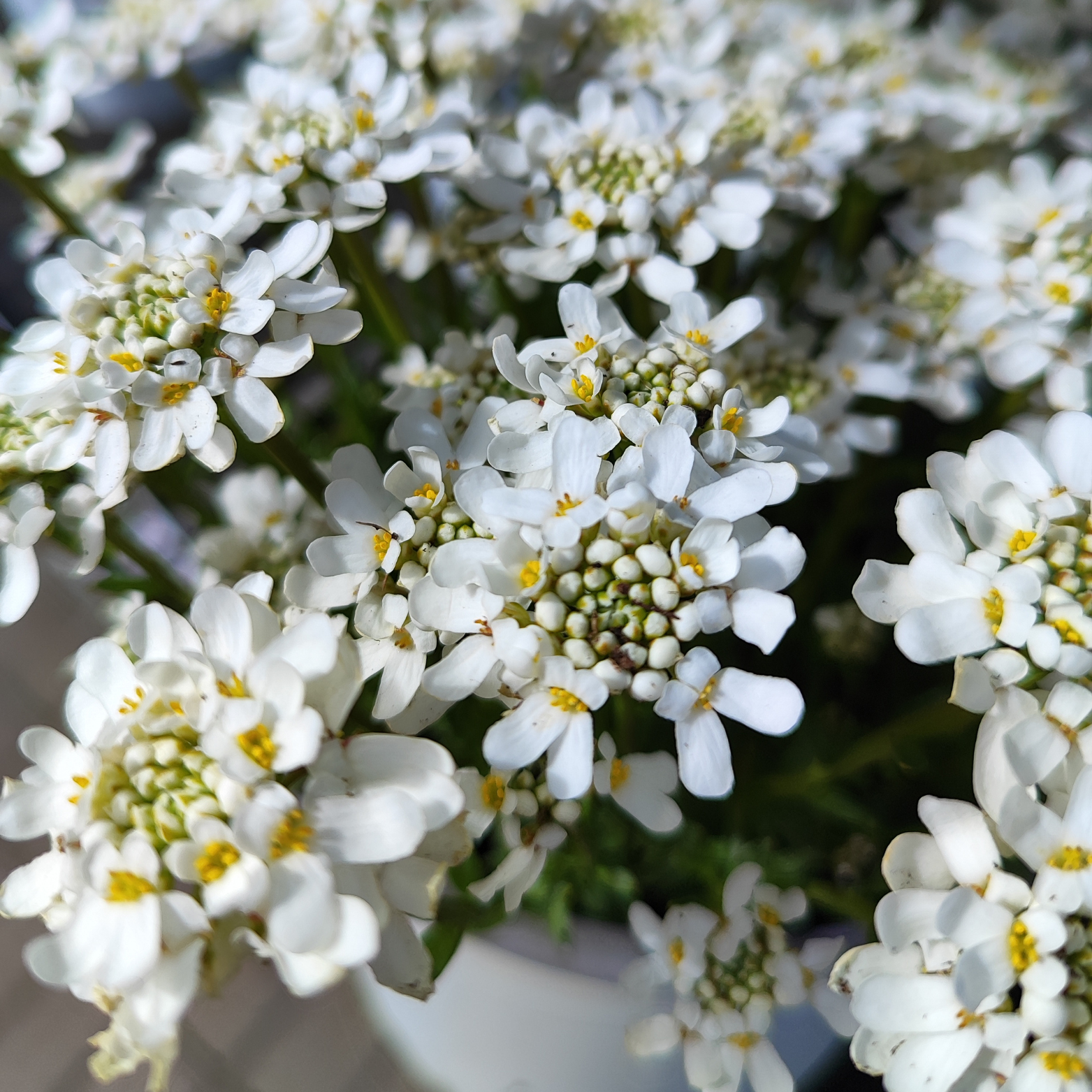IBERIS SEMPERVIRENS Ubiorek wieczniezielony