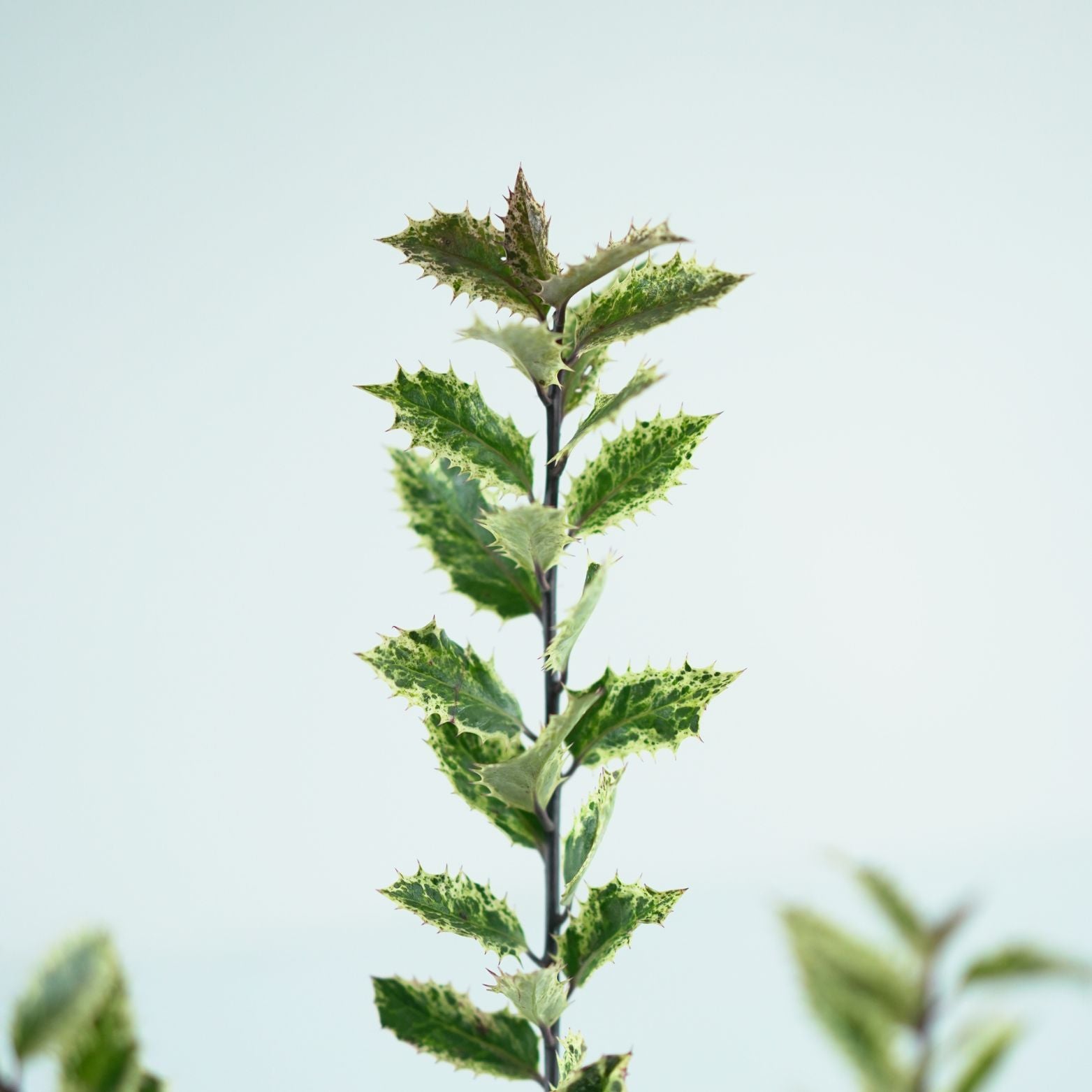 ILEX AQUIFOLIUM 'INGRAMII' Ostrokrzew kolczasty