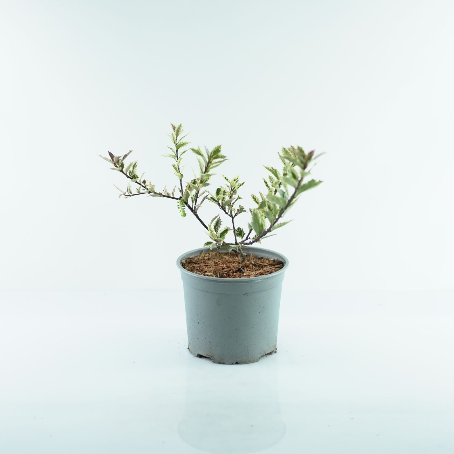 ILEX AQUIFOLIUM 'INGRAMII' Ostrokrzew kolczasty