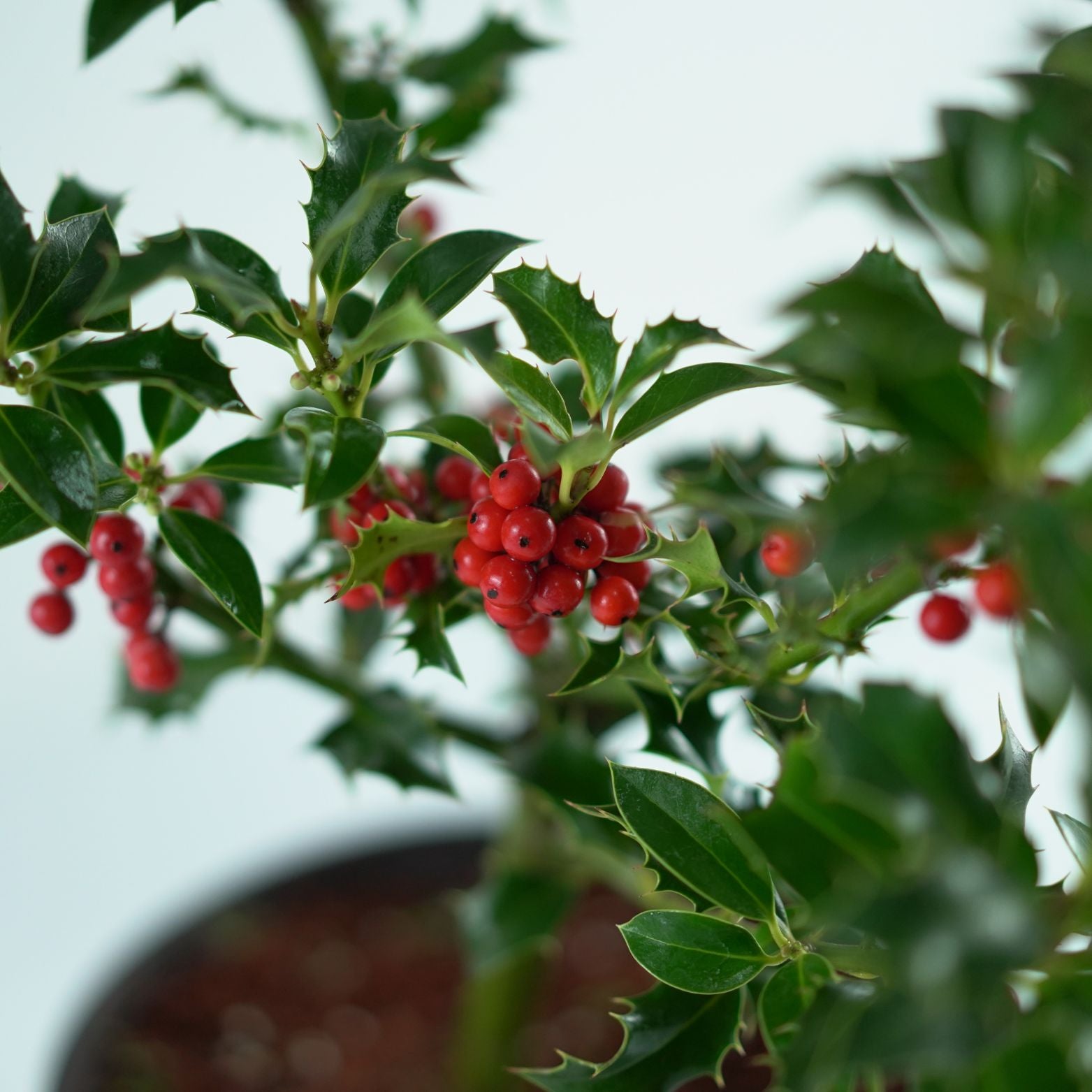 ILEX AQUIFOLIUM 'Alaska' Ostrokrzew kolczasty