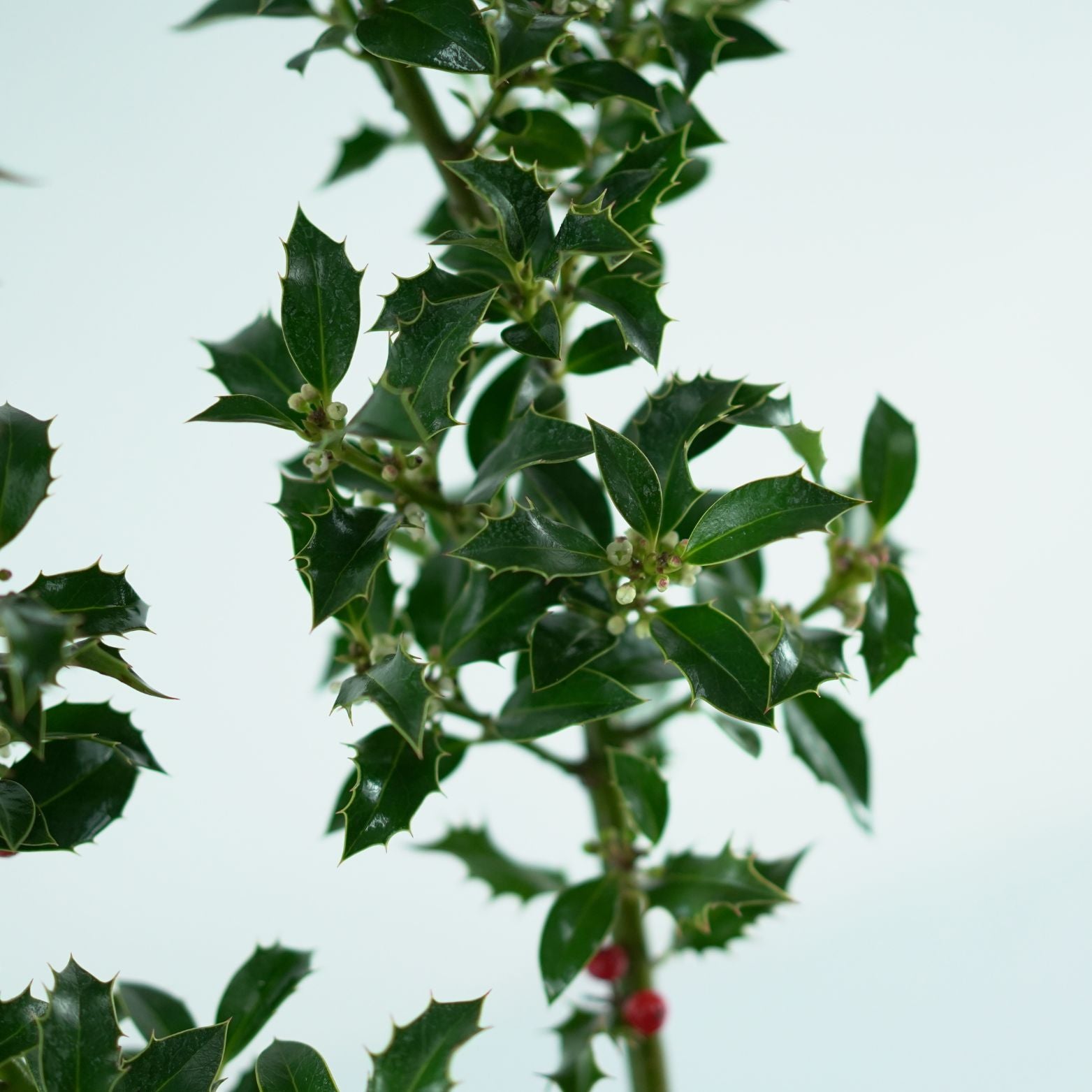 ILEX AQUIFOLIUM 'Alaska' Ostrokrzew kolczasty