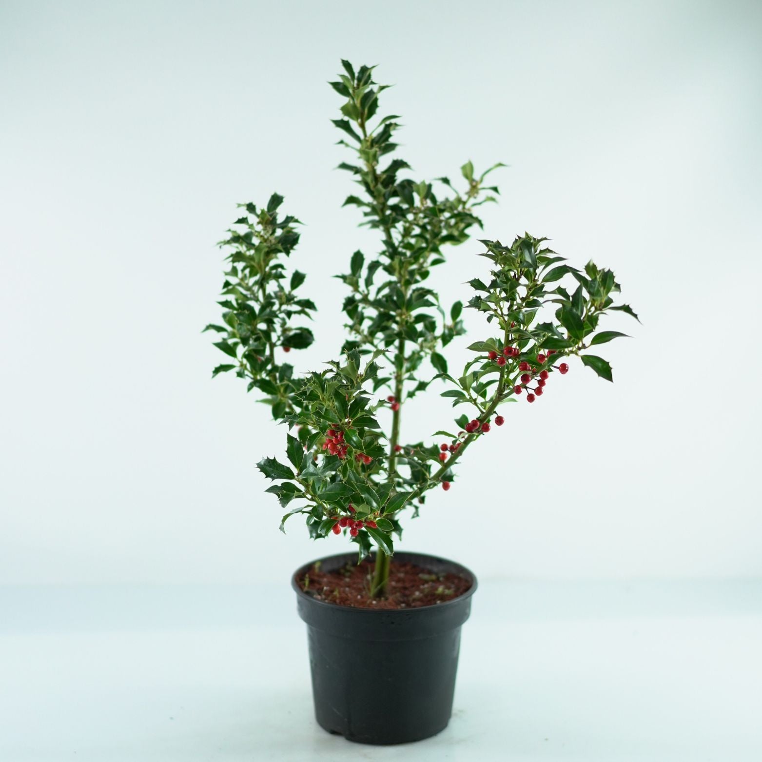 TAXUS MEDIA 'Hillii' Cis pośredni