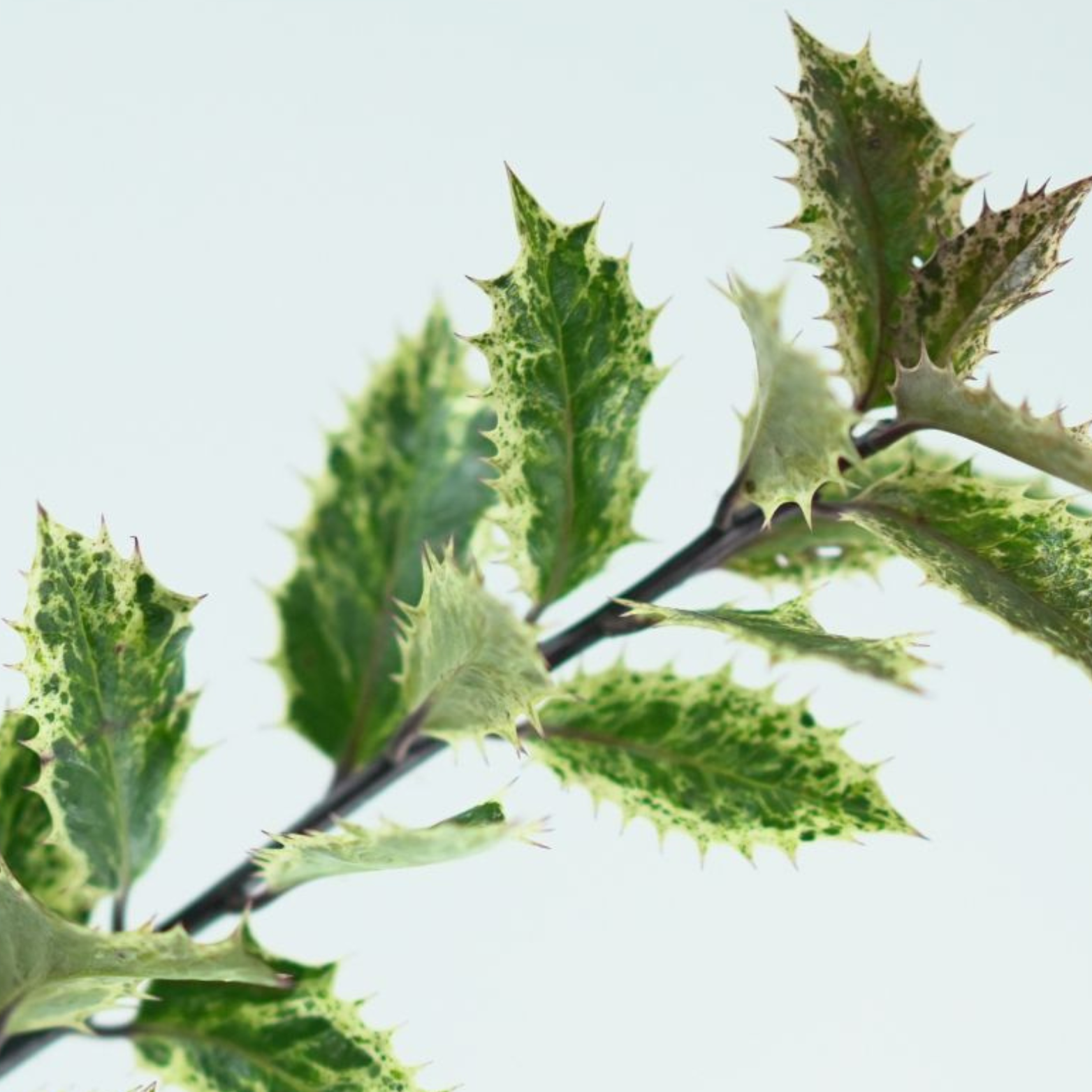 ILEX AQUIFOLIUM 'INGRAMII' Ostrokrzew kolczasty