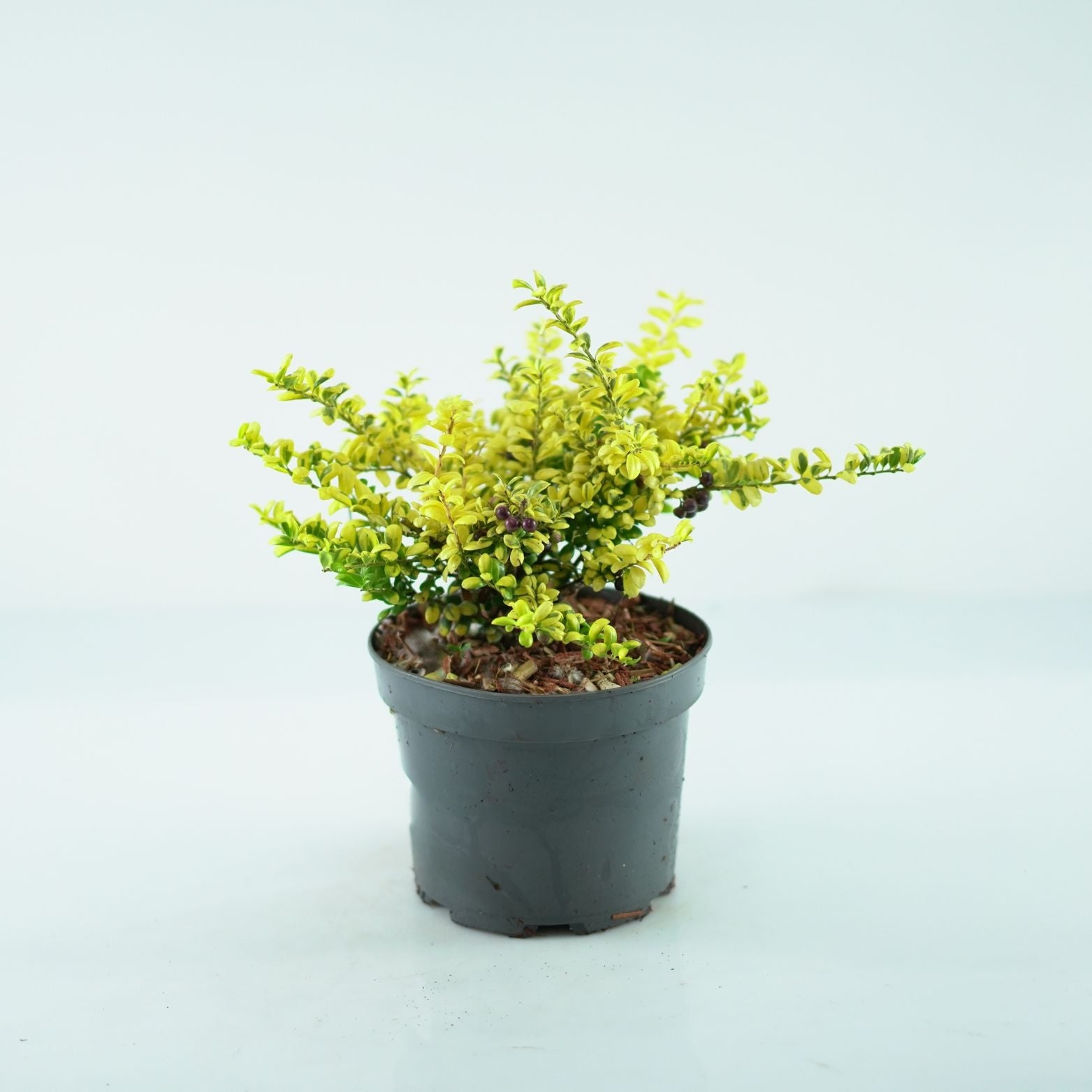 ILEX CRENATA 'Convexed Gold' Ostrokrzew karbowanolistny