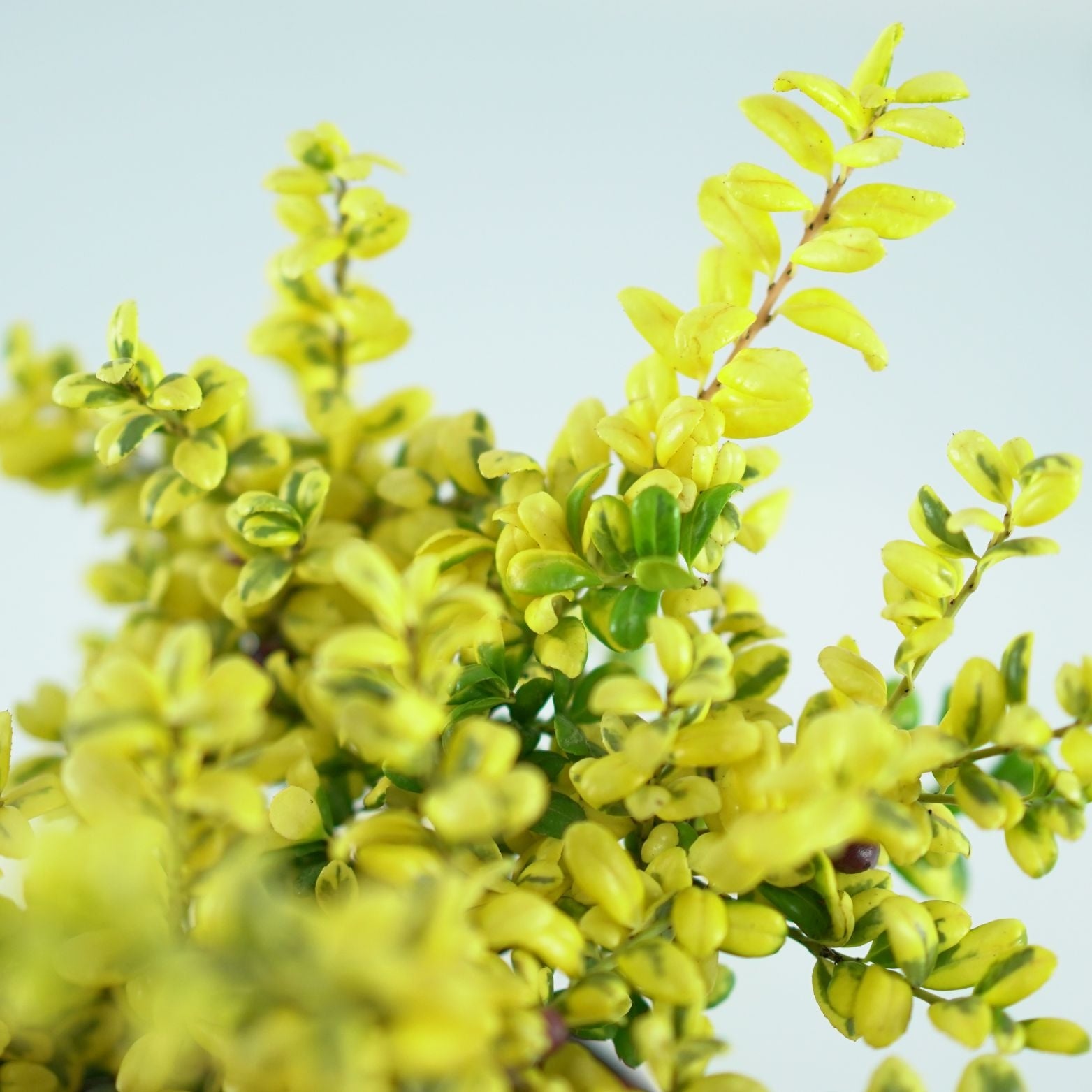 ILEX CRENATA 'Convexed Gold' Ostrokrzew karbowanolistny