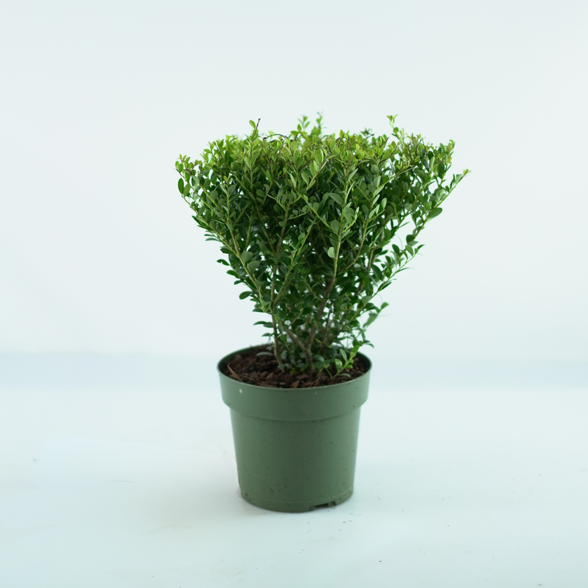 ILEX CRENATA 'Jenny' Ostrokrzew karbowanolistny