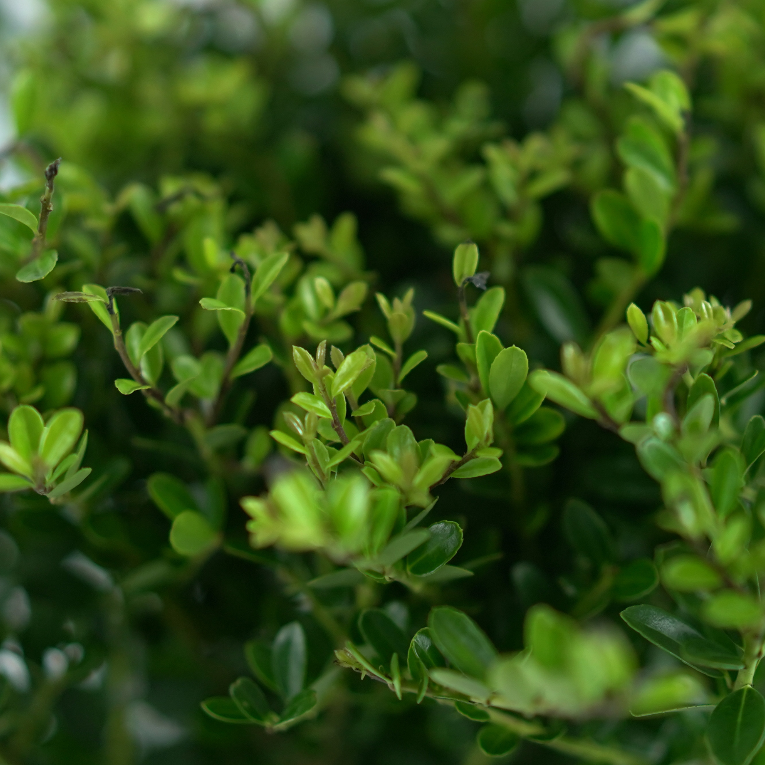 ILEX CRENATA 'Jenny' Ostrokrzew karbowanolistny