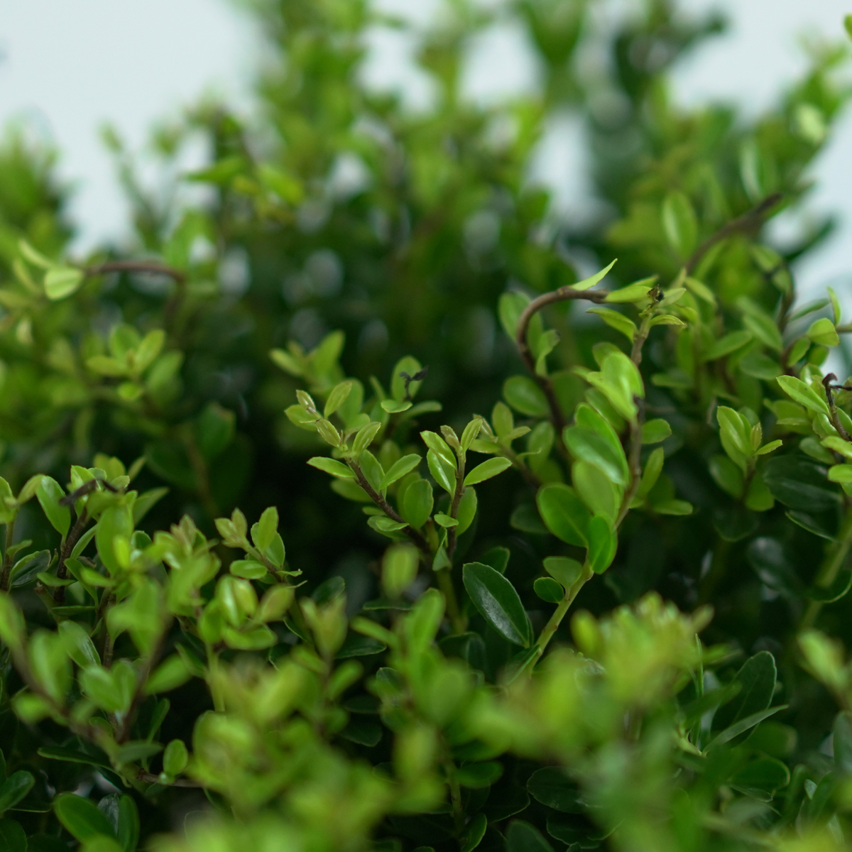 ILEX CRENATA 'Jenny' Ostrokrzew karbowanolistny
