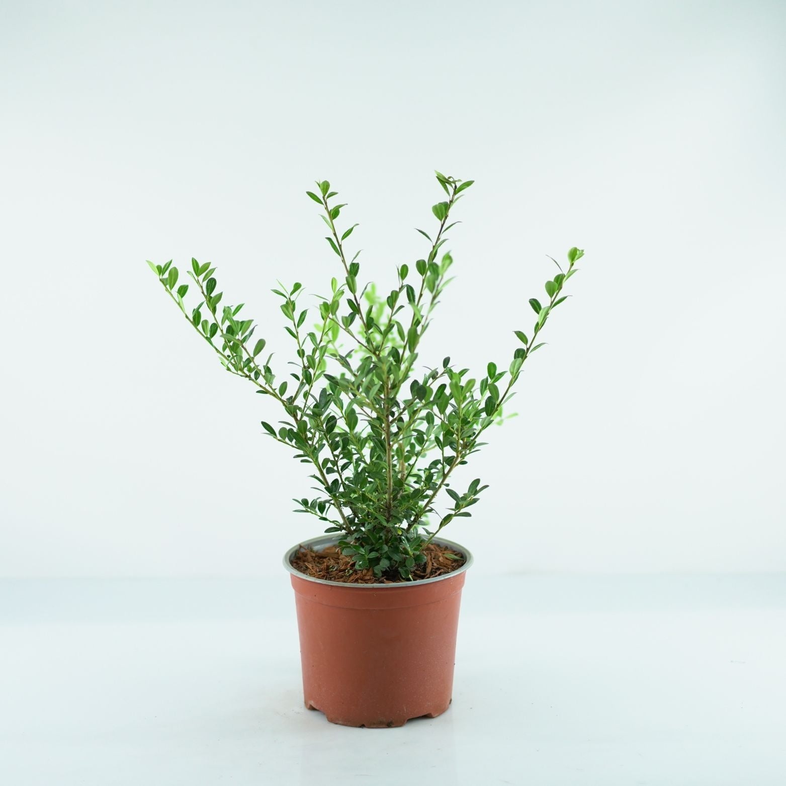 ILEX CRENATA 'Luxus Globe' Ostrokrzew karbowanolistny
