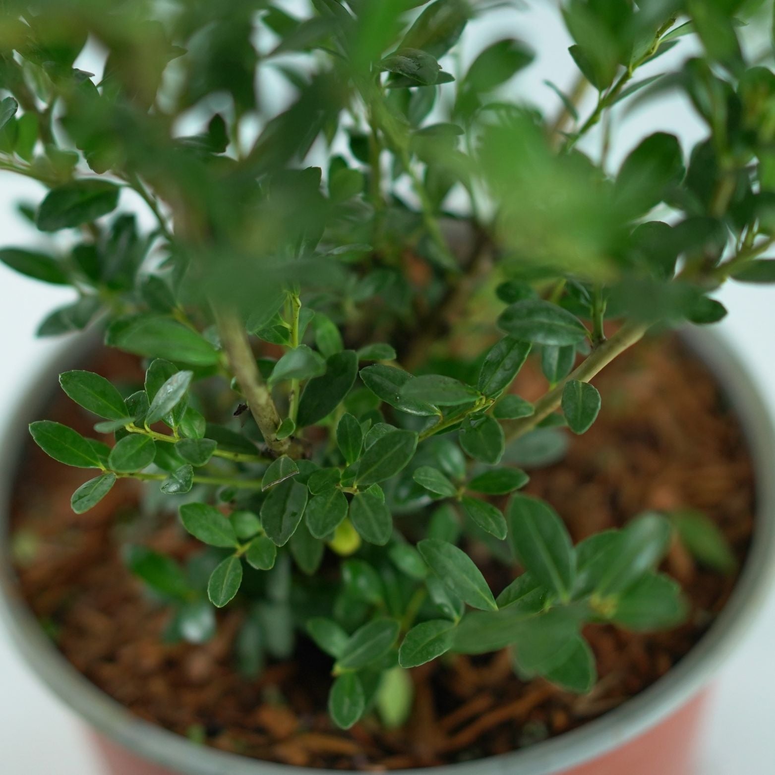 ILEX CRENATA 'Luxus Globe' Ostrokrzew karbowanolistny