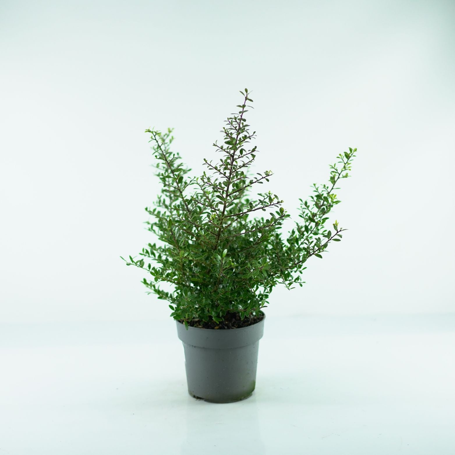 ILEX CRENATA 'Stokes' Ostrokrzew karbowanolistny