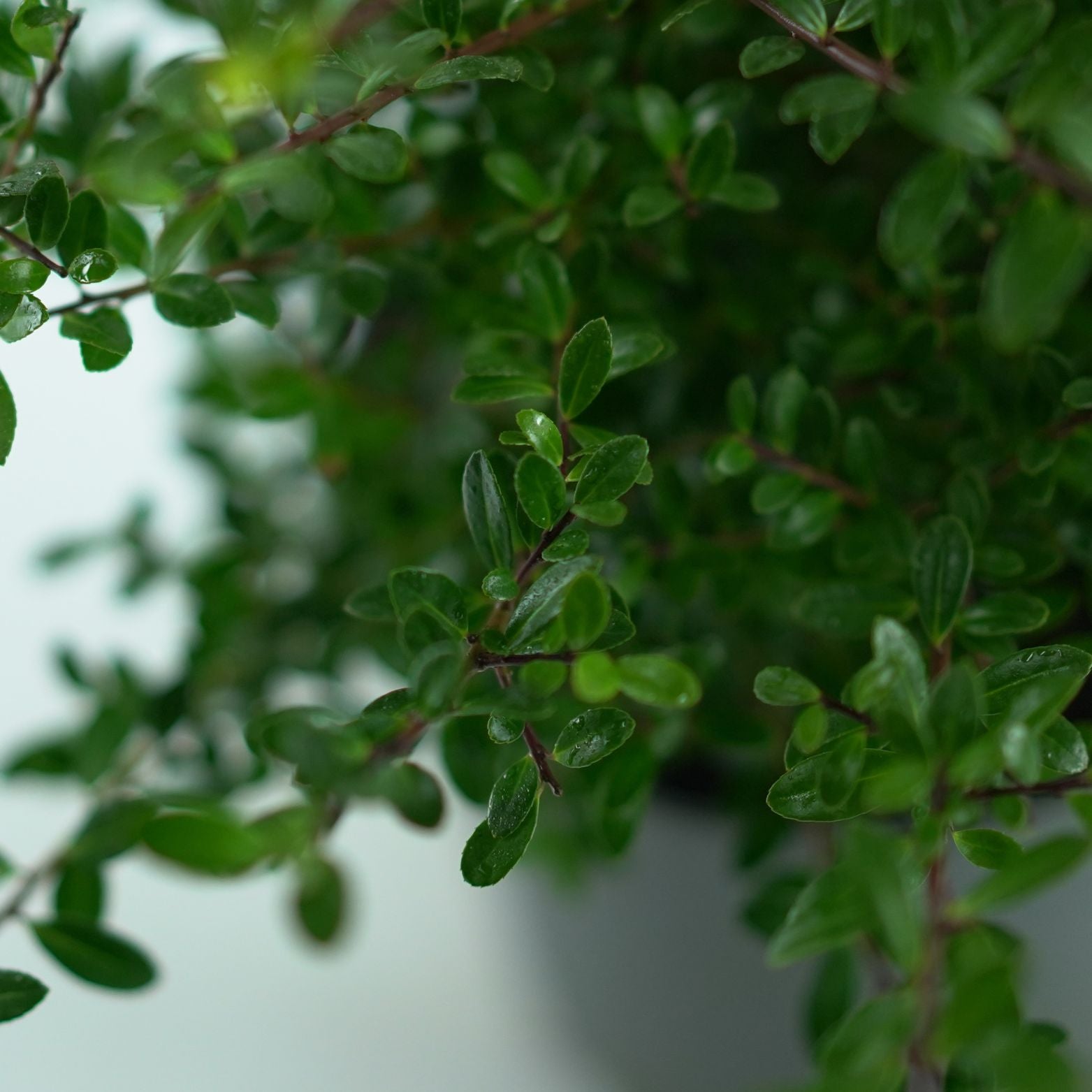 ILEX CRENATA 'Stokes' Ostrokrzew karbowanolistny
