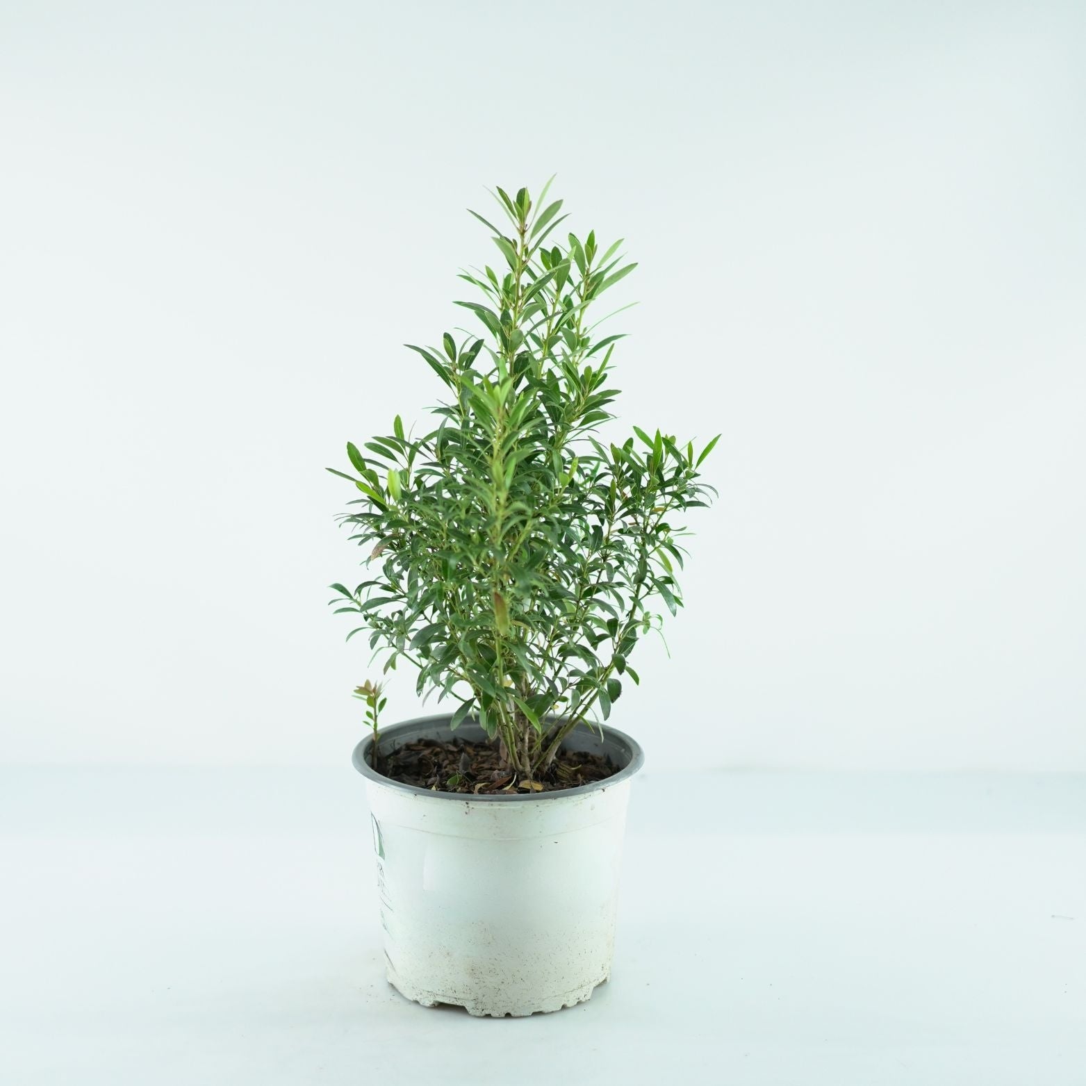 ILEX GLABRA 'GemBux' Ostrokrzew