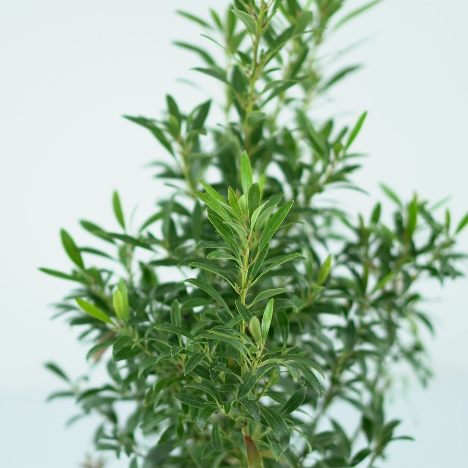 ILEX GLABRA 'GemBux' Ostrokrzew