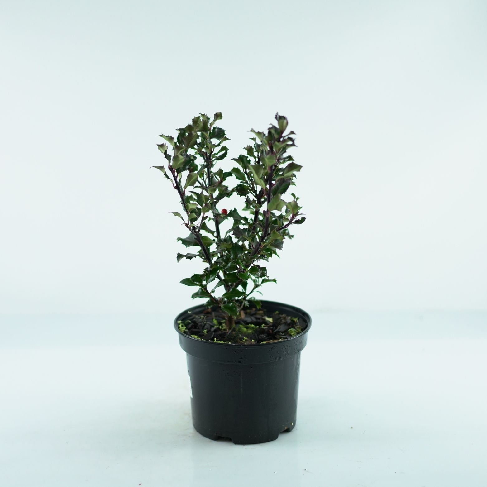 ILEX MESERVEAE 'Blue Angel' Ostrokrzew Meservy