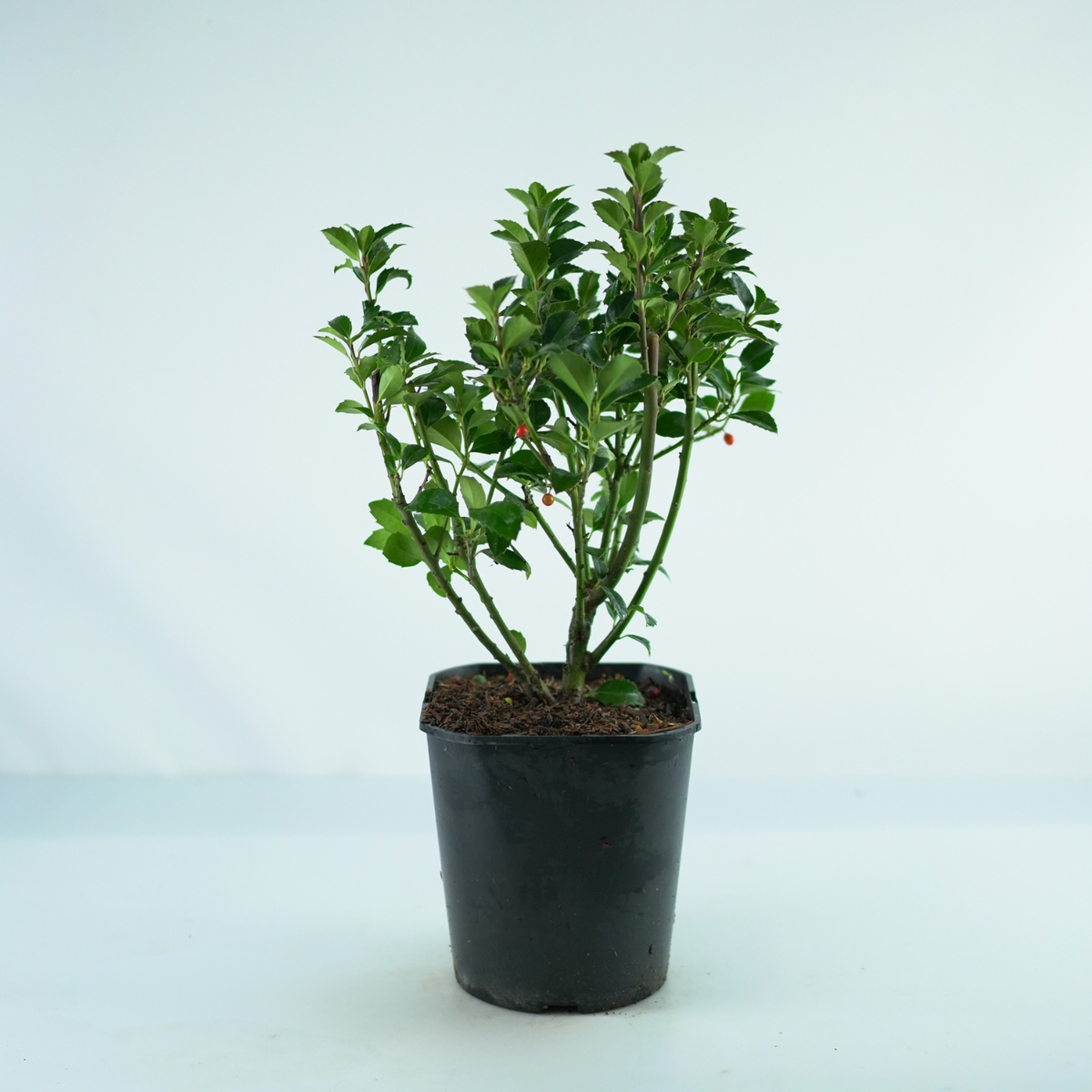 ILEX MESERVEAE 'Heckenfee' Ostrokrzew Meservy