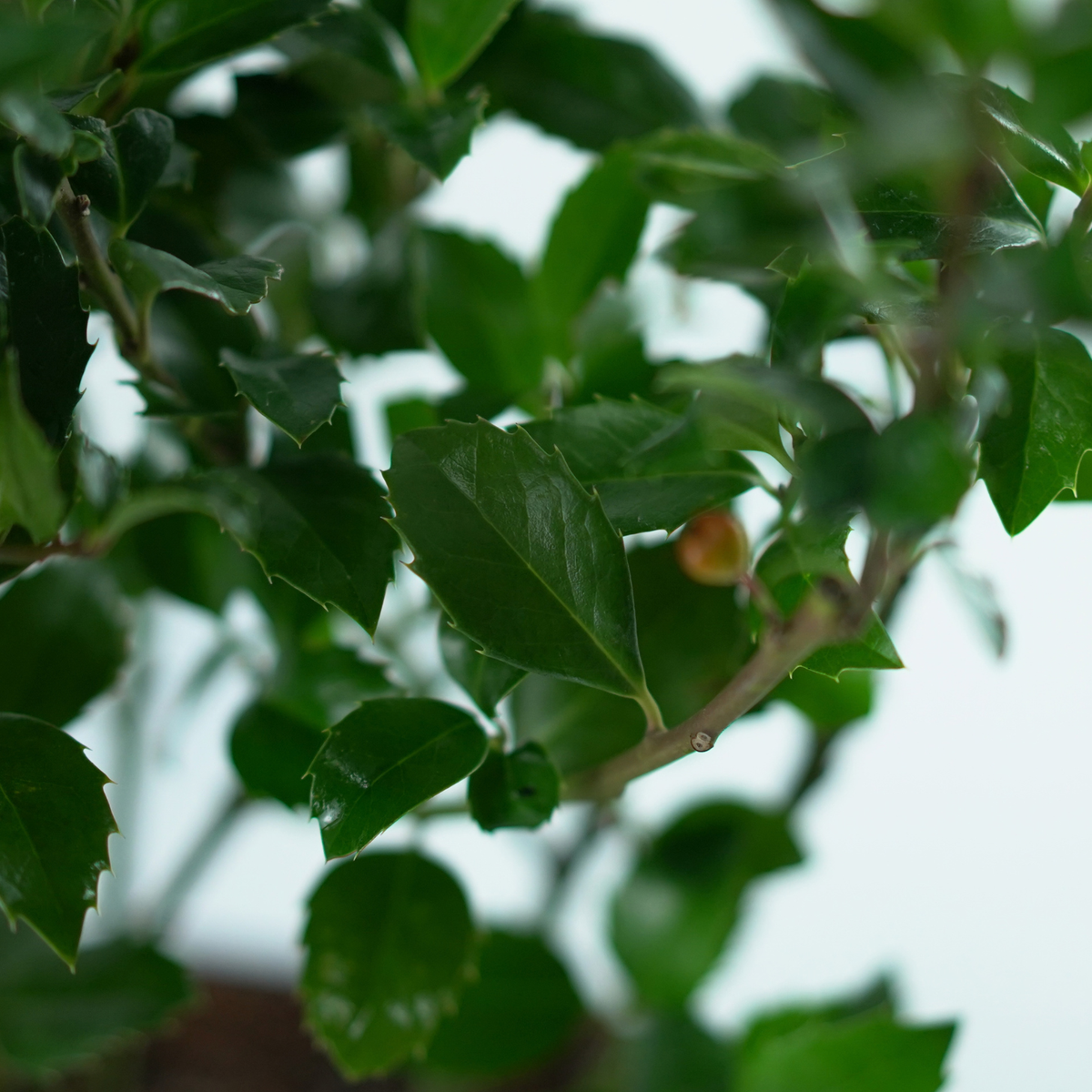 ILEX MESERVEAE 'Heckenfee' Ostrokrzew Meservy