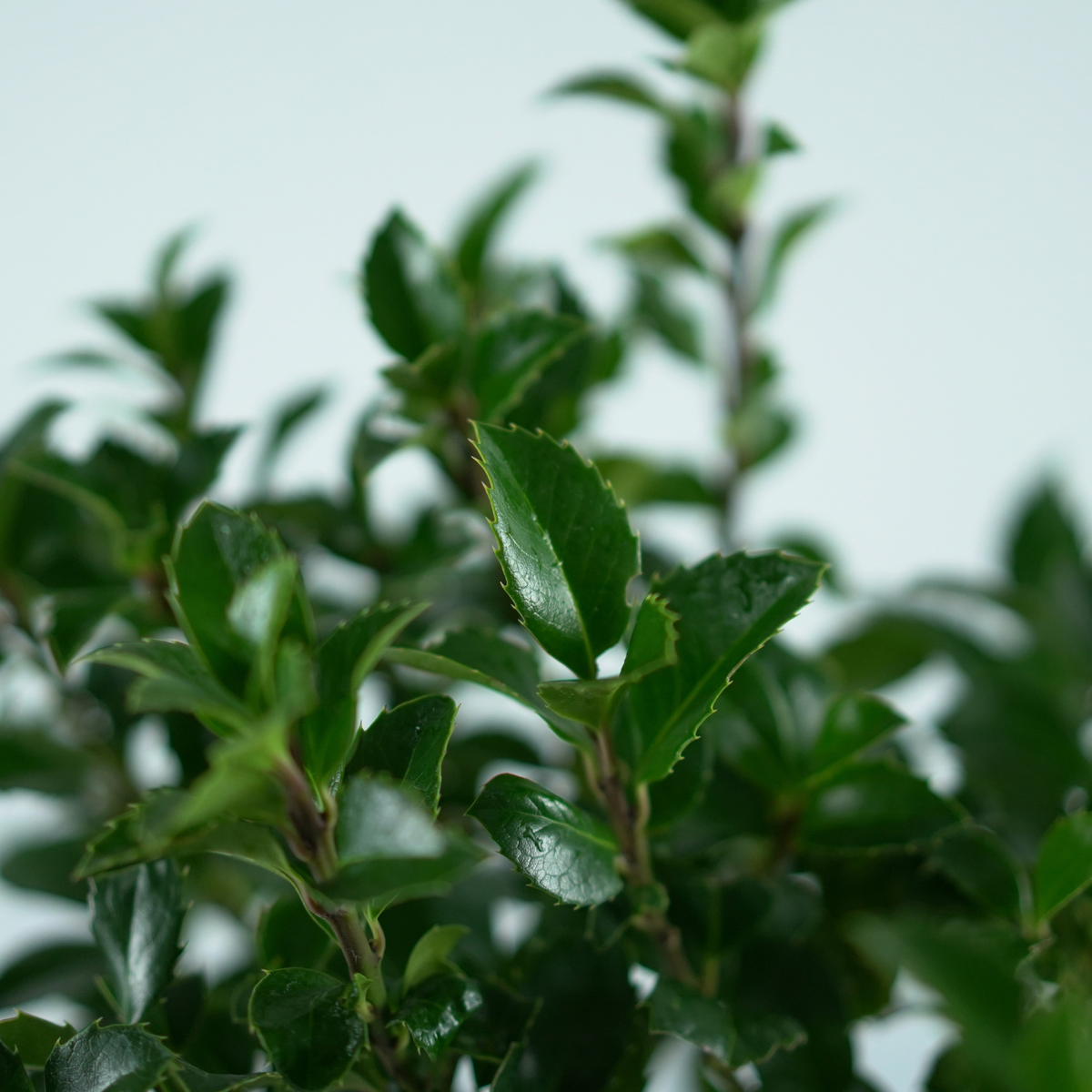 ILEX MESERVEAE 'Heckenfee' Ostrokrzew Meservy