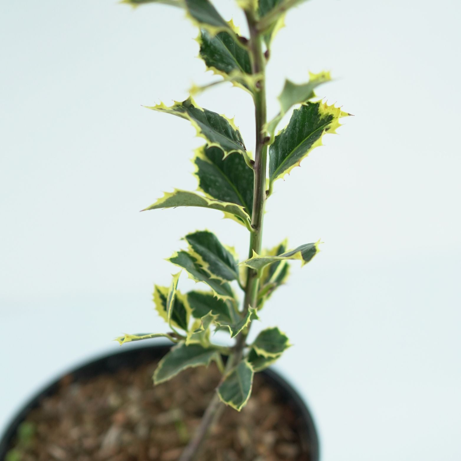 ILEX AQUIFOLIUM 'Argentea Marginata' Ostrokrzew kolczasty