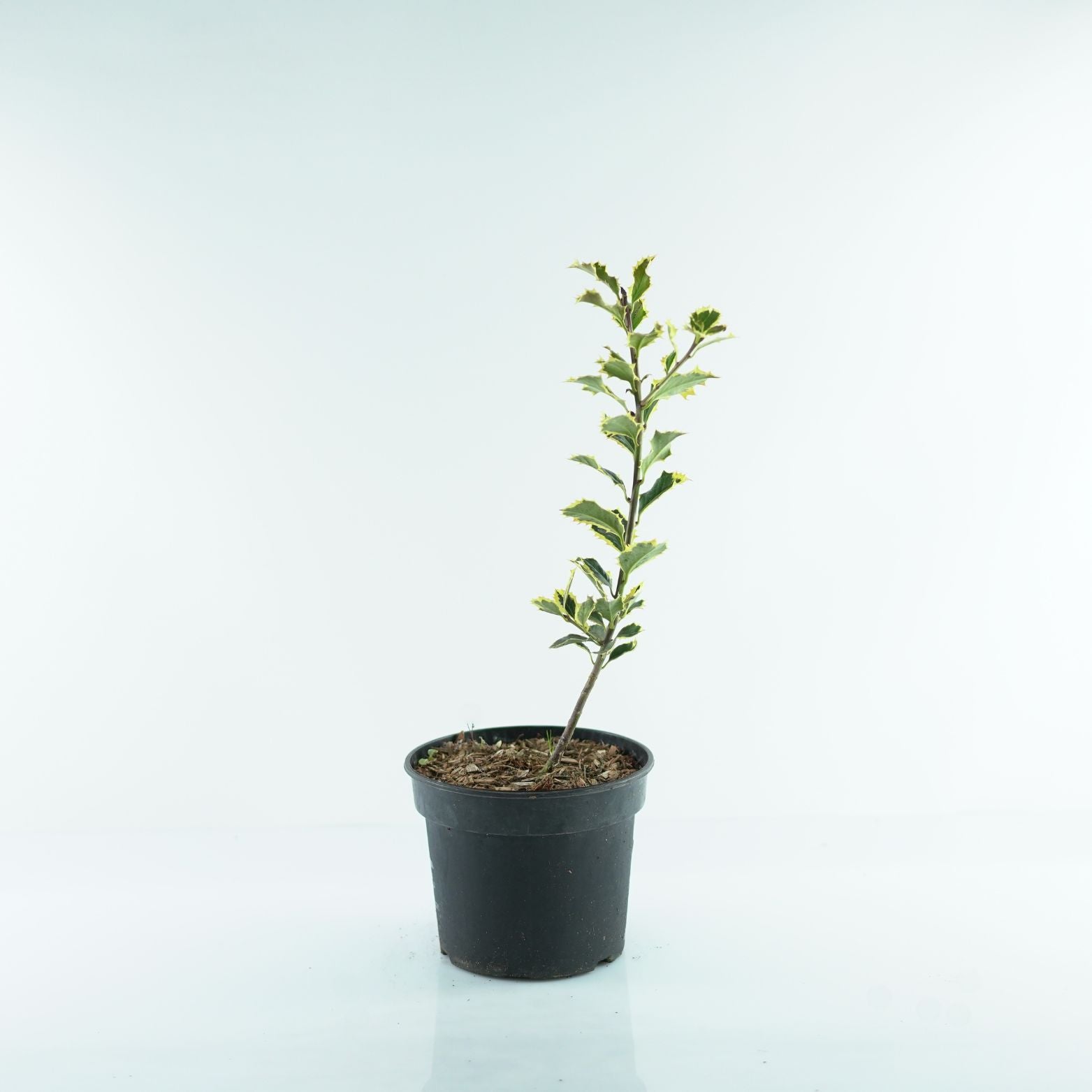 ILEX AQUIFOLIUM 'Argentea Marginata' Ostrokrzew kolczasty