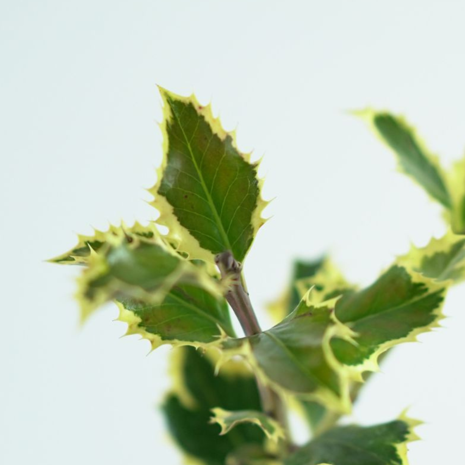ILEX AQUIFOLIUM 'Argentea Marginata' Ostrokrzew kolczasty