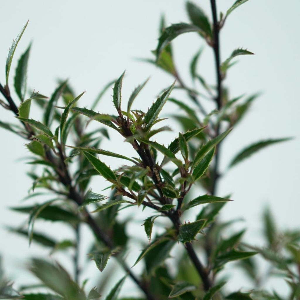 ILEX AQUIFOLIUM 'MYRTIFOLIA' Ostrokrzew kolczasty