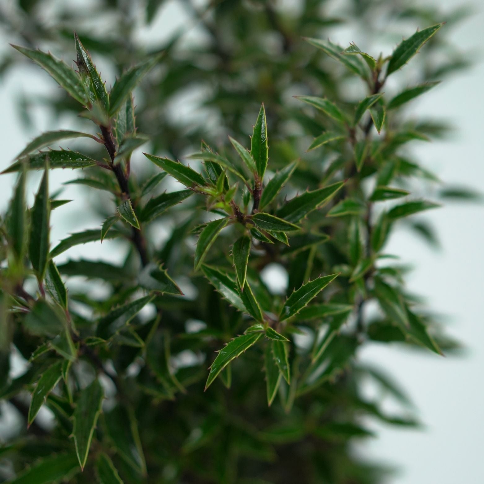 ILEX AQUIFOLIUM 'MYRTIFOLIA' Ostrokrzew kolczasty